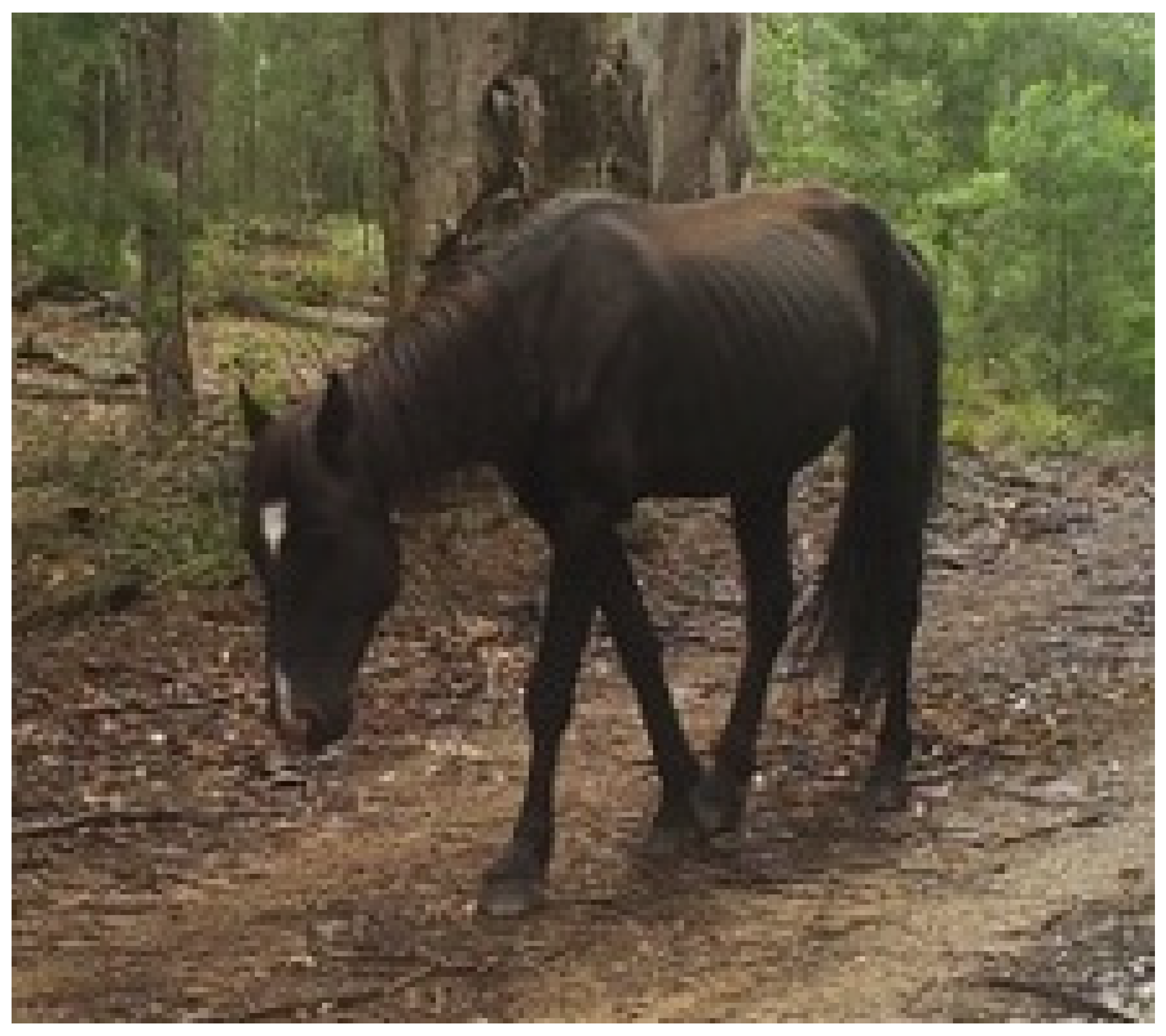 Animals 13 01507 g008