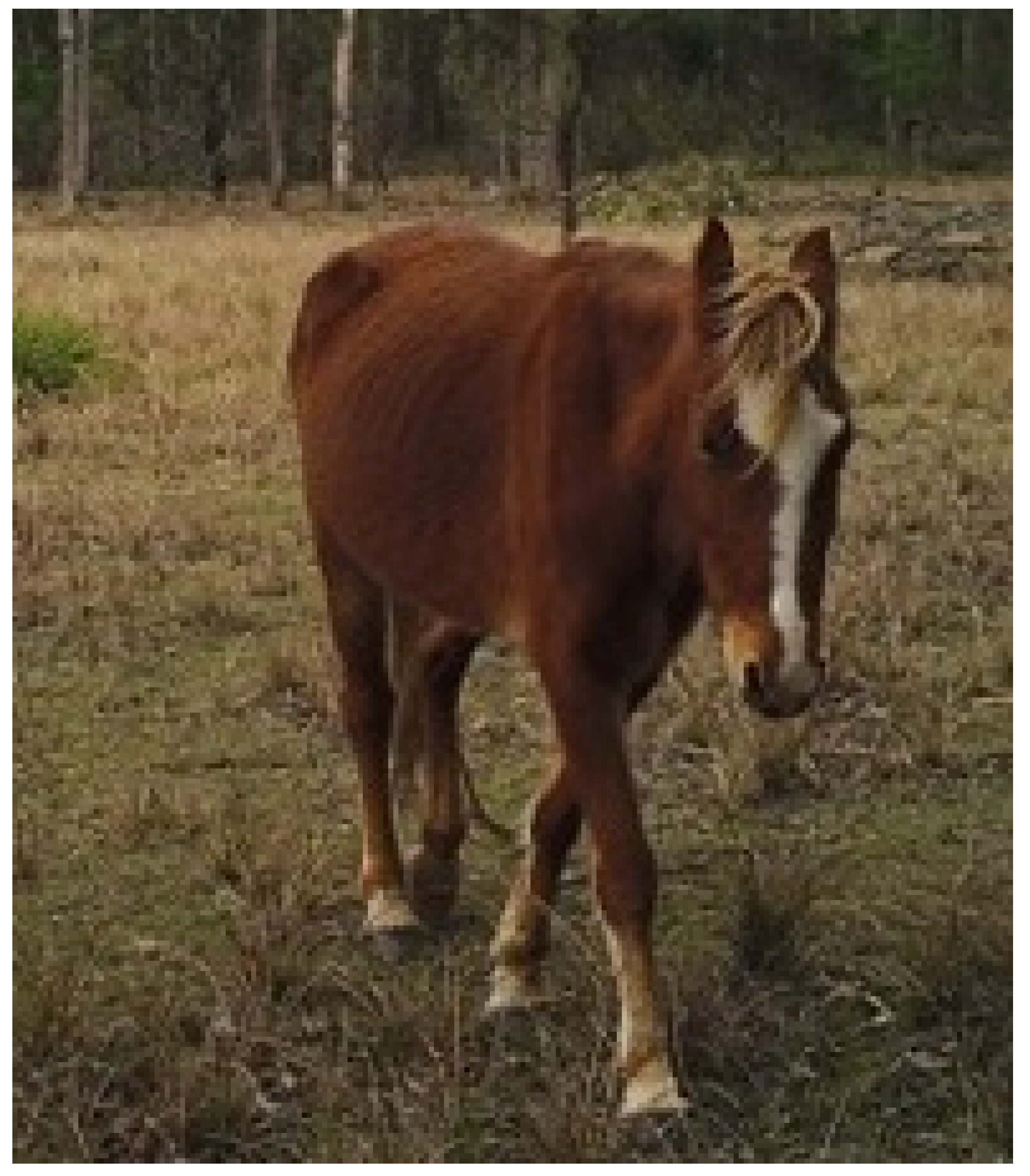 Animals 13 01507 g009