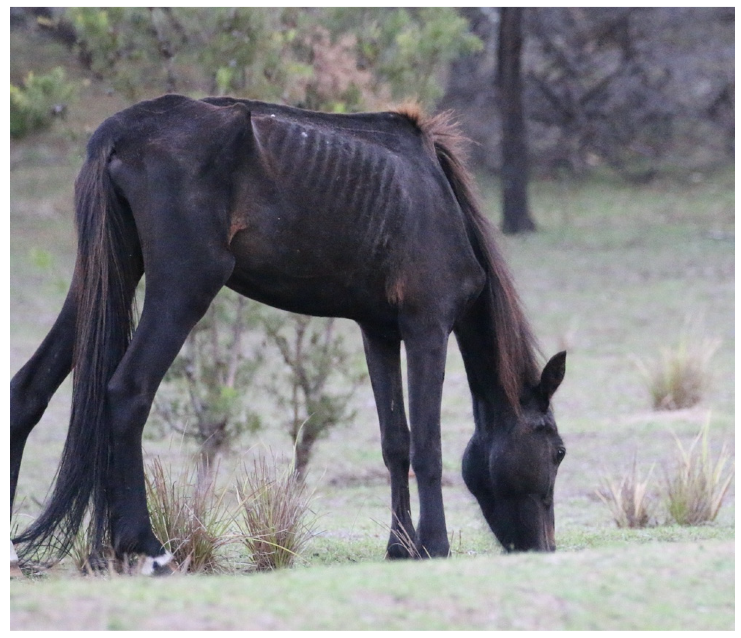 Animals 13 01507 g010