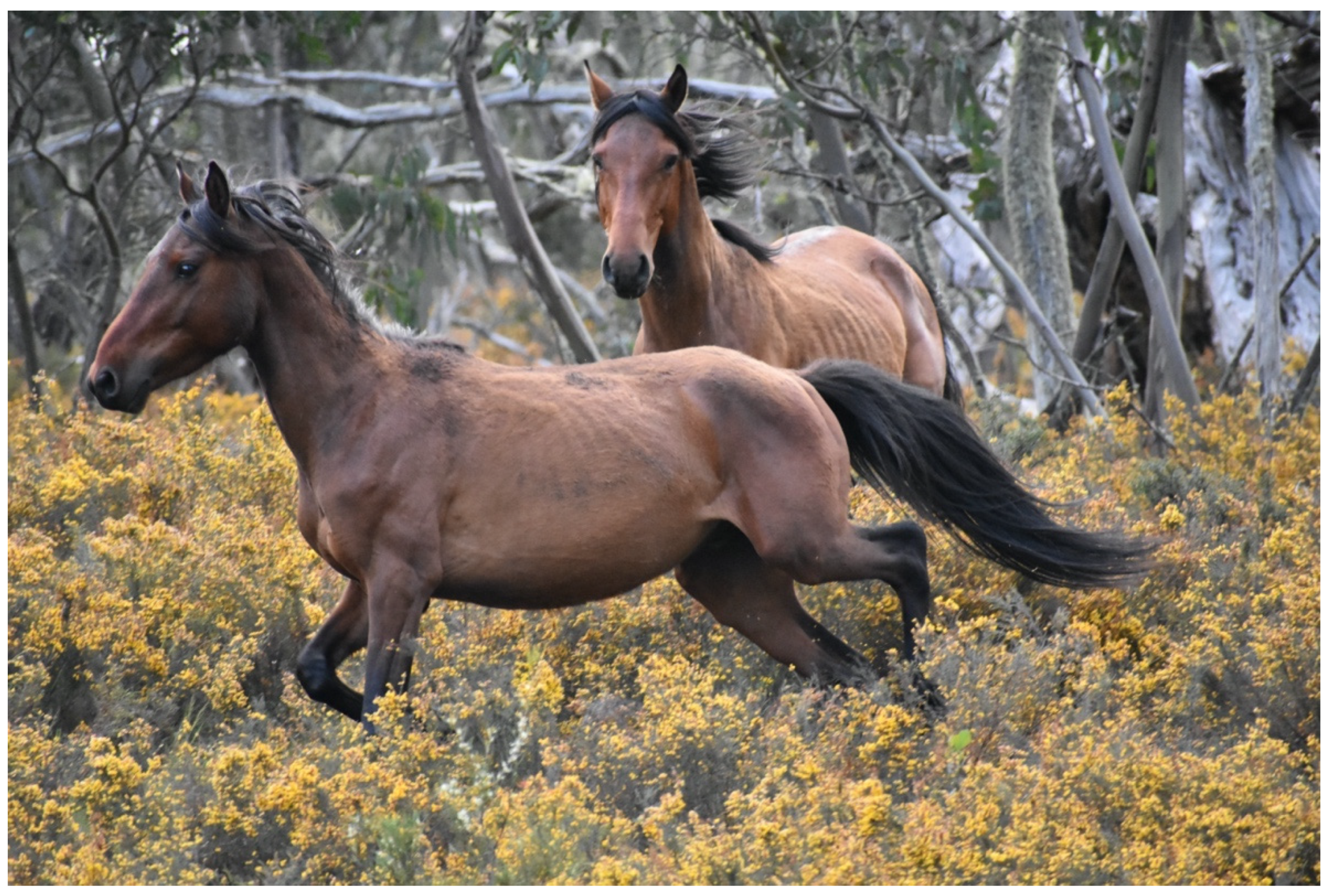 Animals 13 01507 g011