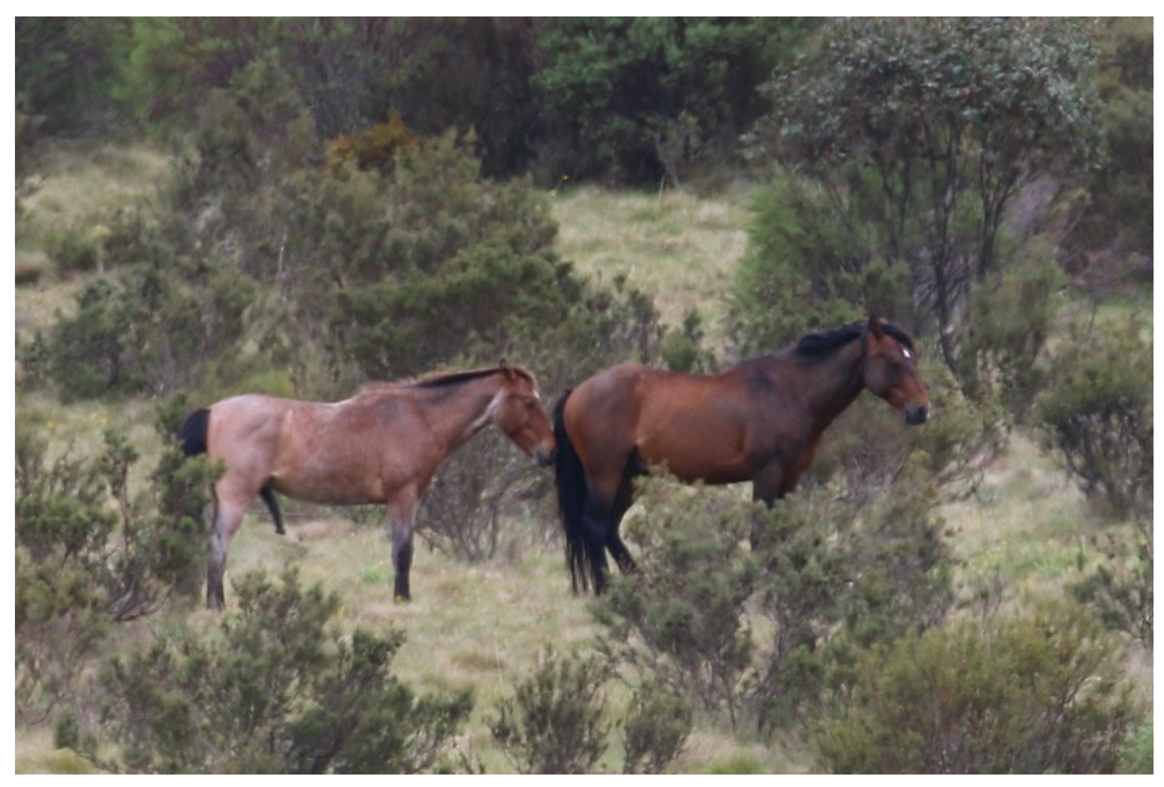 Animals 13 01507 g012