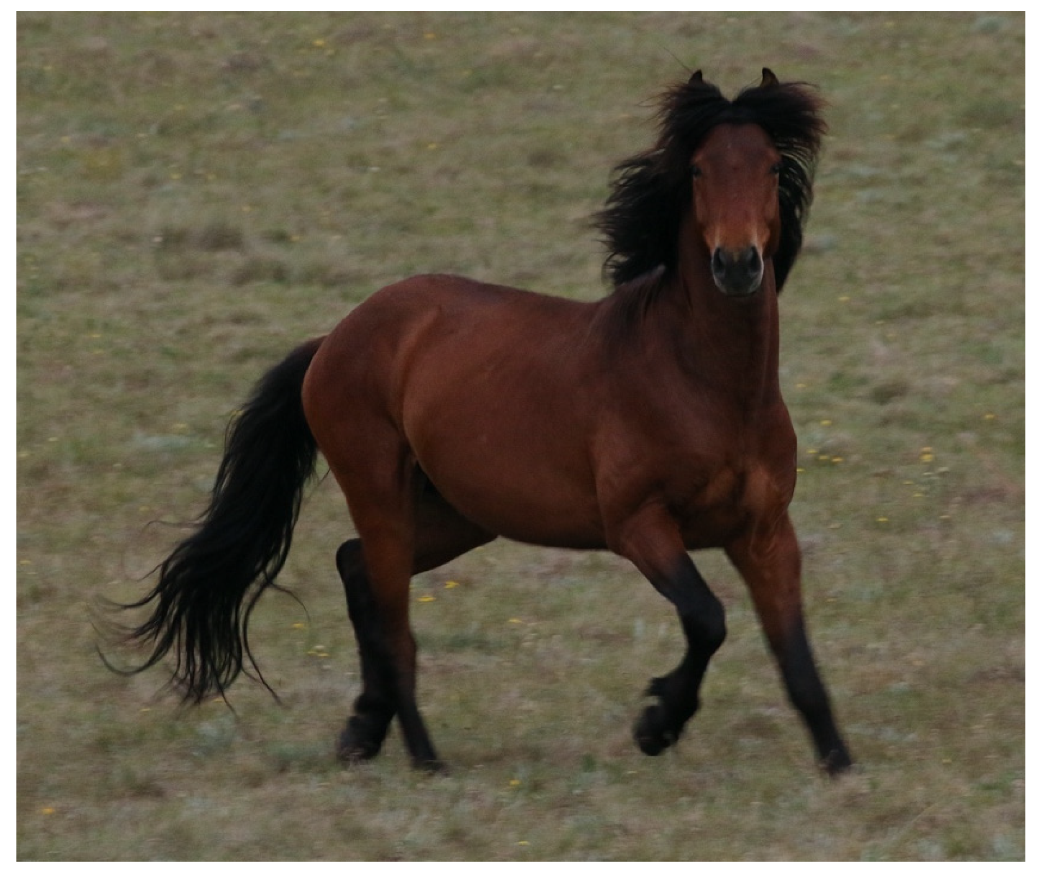 Animals 13 01507 g013