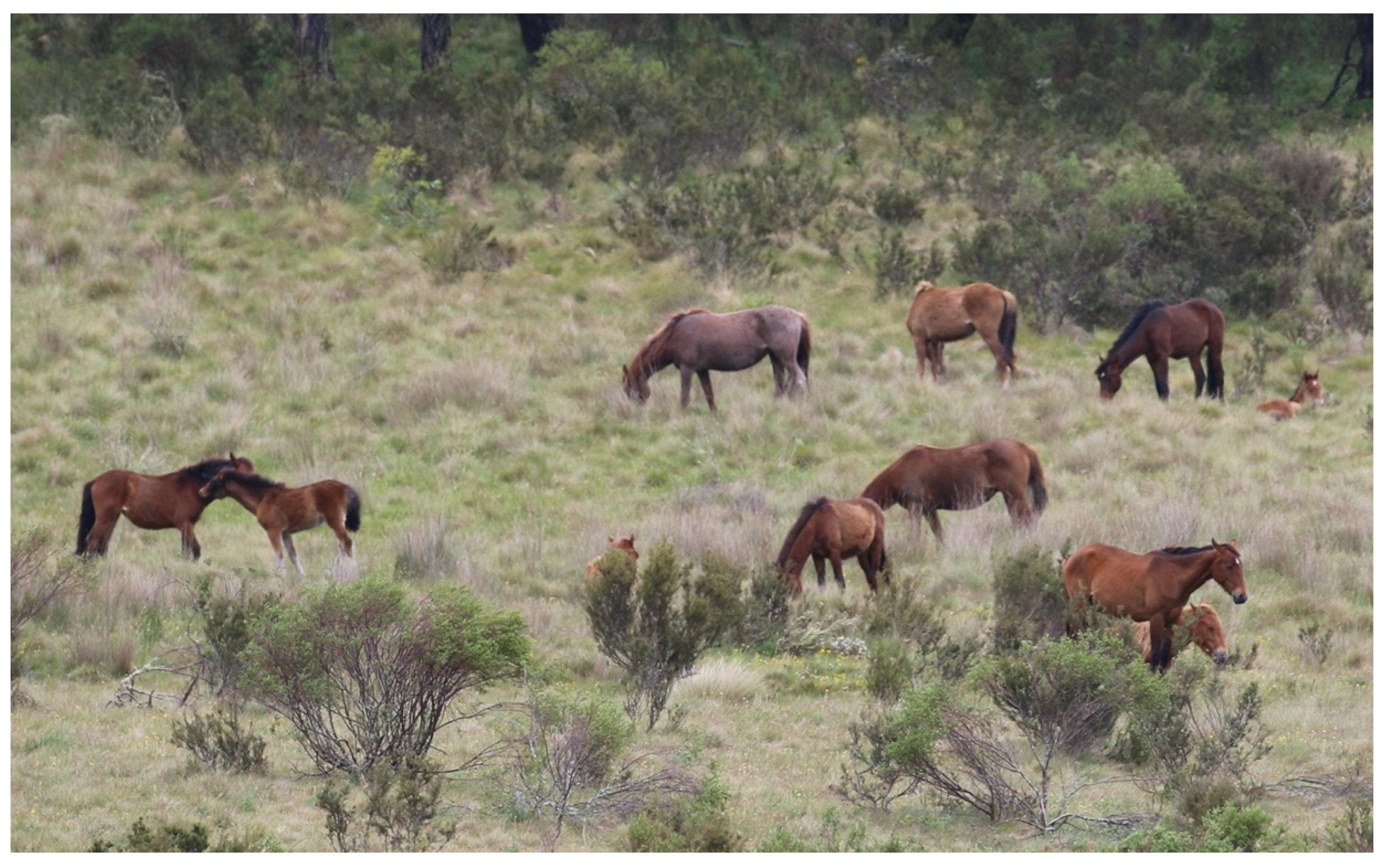 Animals 13 01507 g014