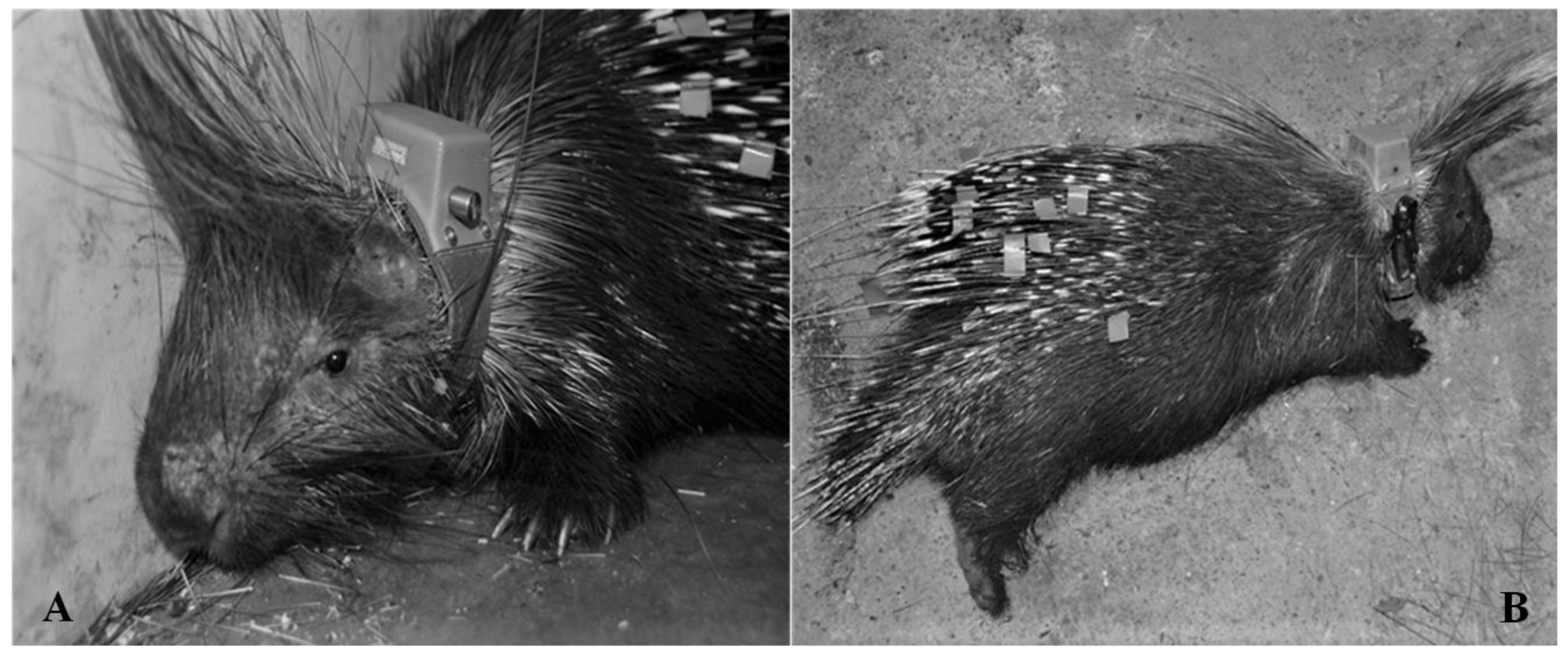 Animals 13 01546 g003 Animals 13 01546 g003