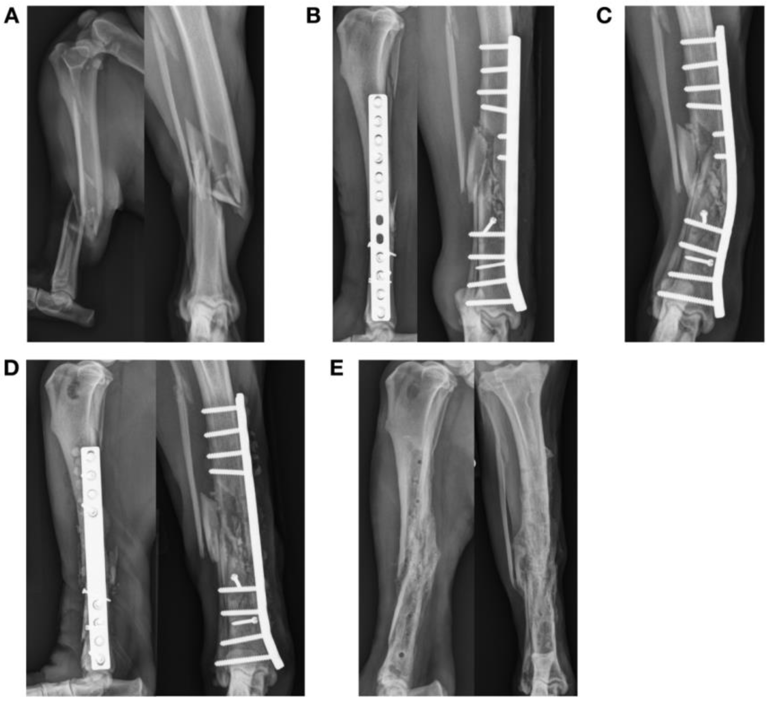 Animals 13 01549 g004 Animals 13 01549 g004