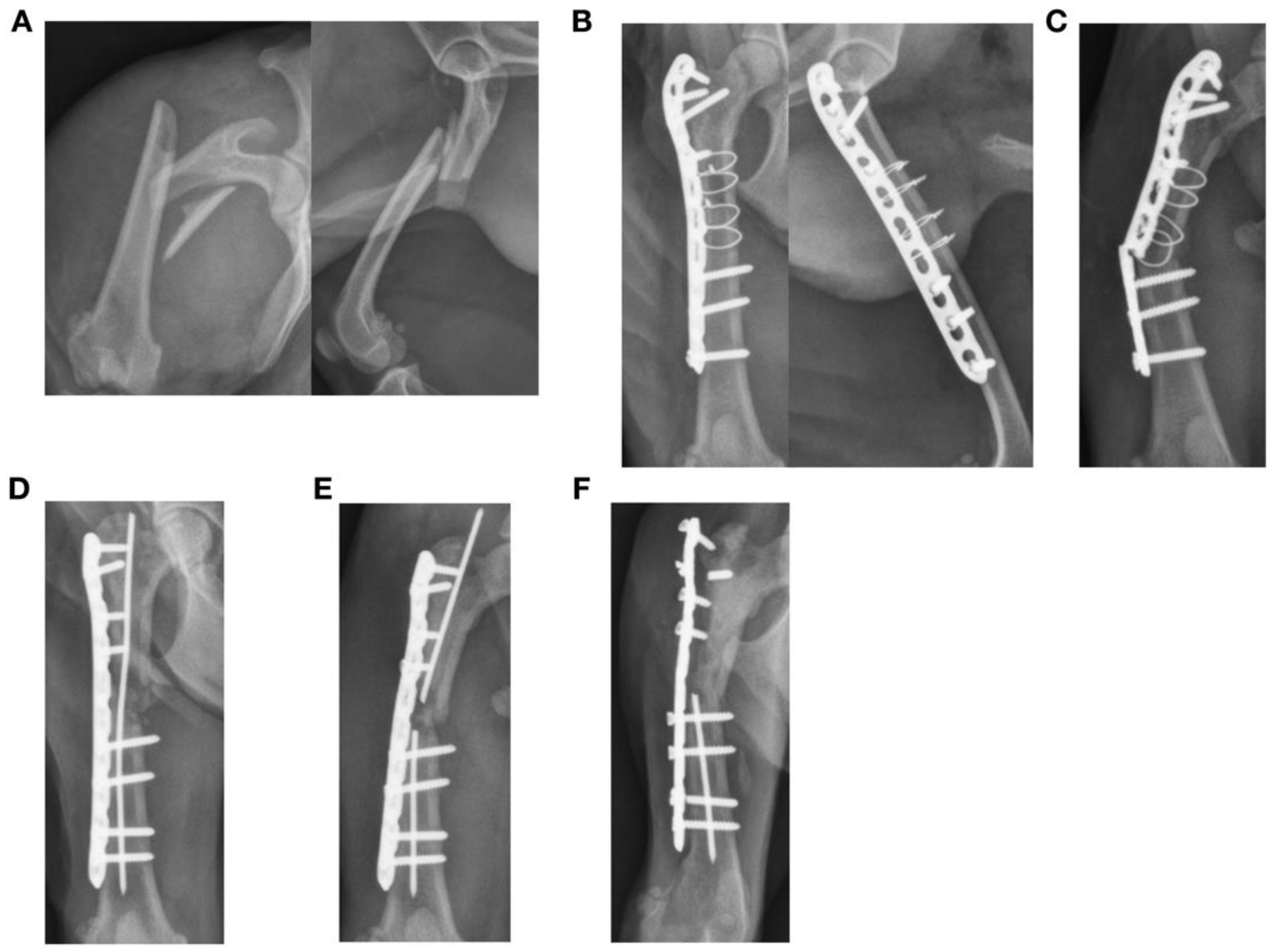 Animals 13 01549 g005 Animals 13 01549 g005