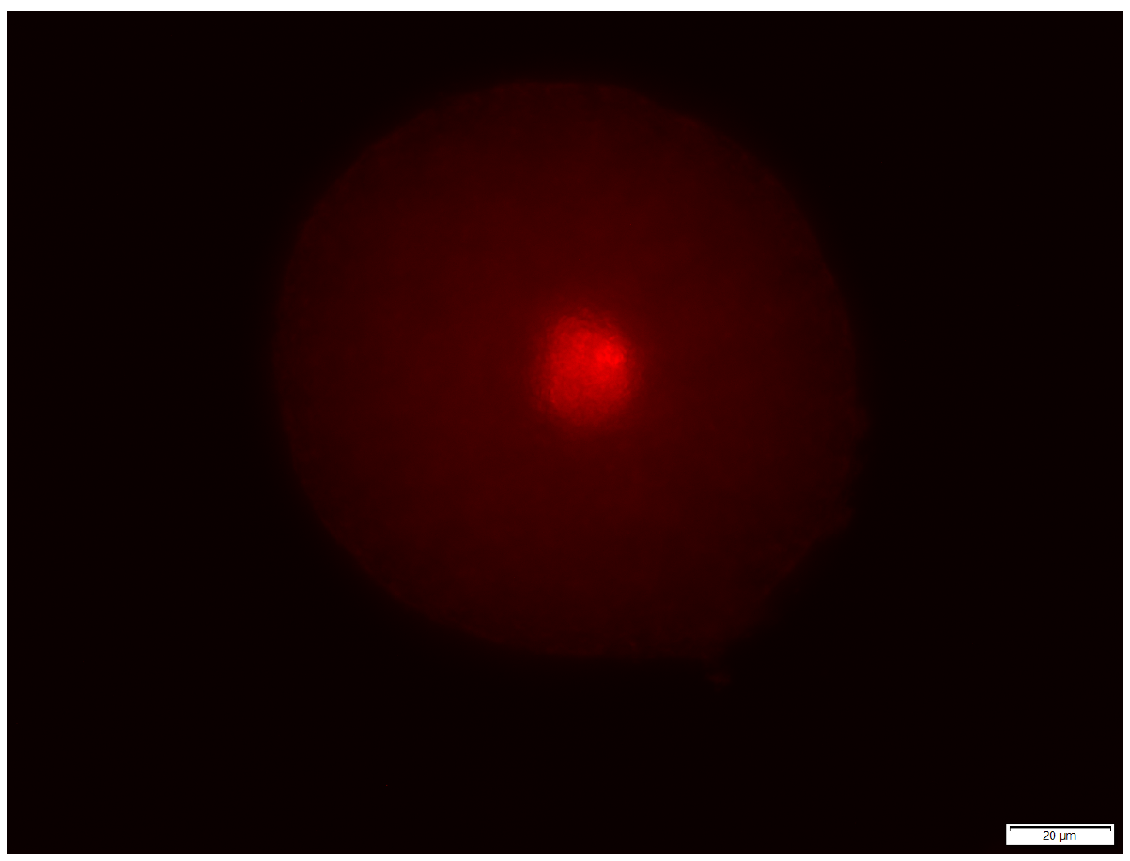 Animals 13 01580 g002 Animals 13 01580 g002