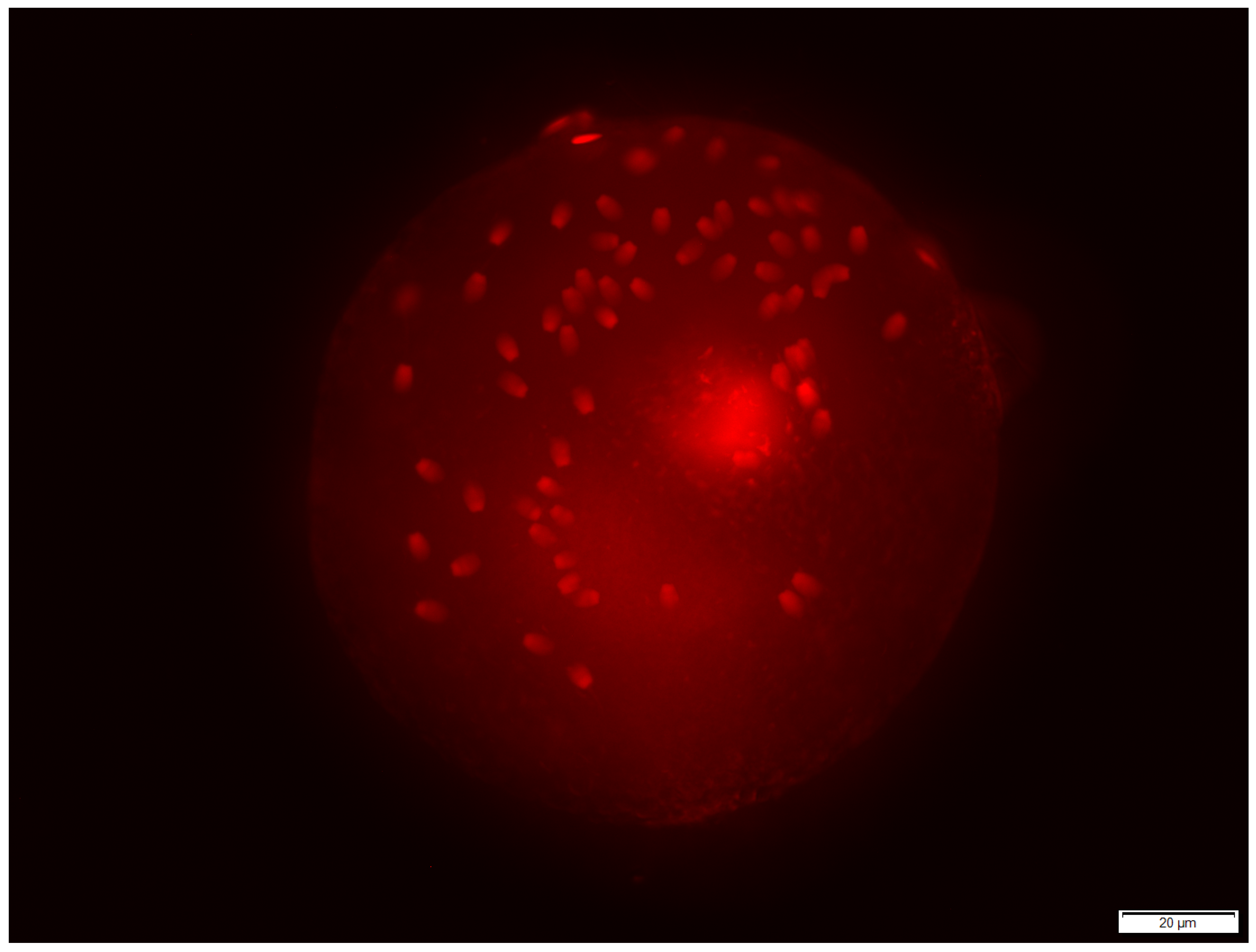 Animals 13 01580 g003 Animals 13 01580 g003