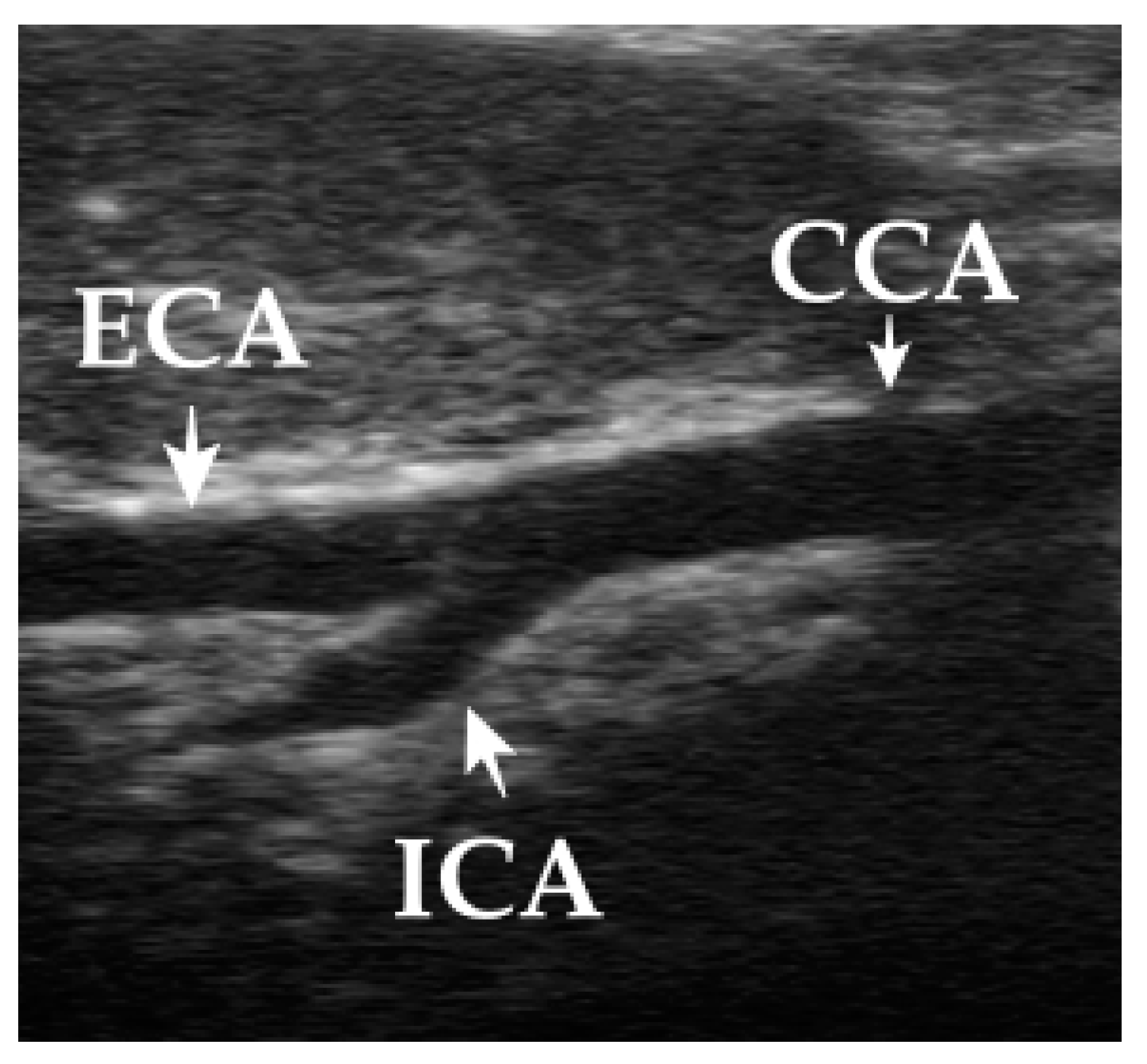 Animals 13 01584 g001