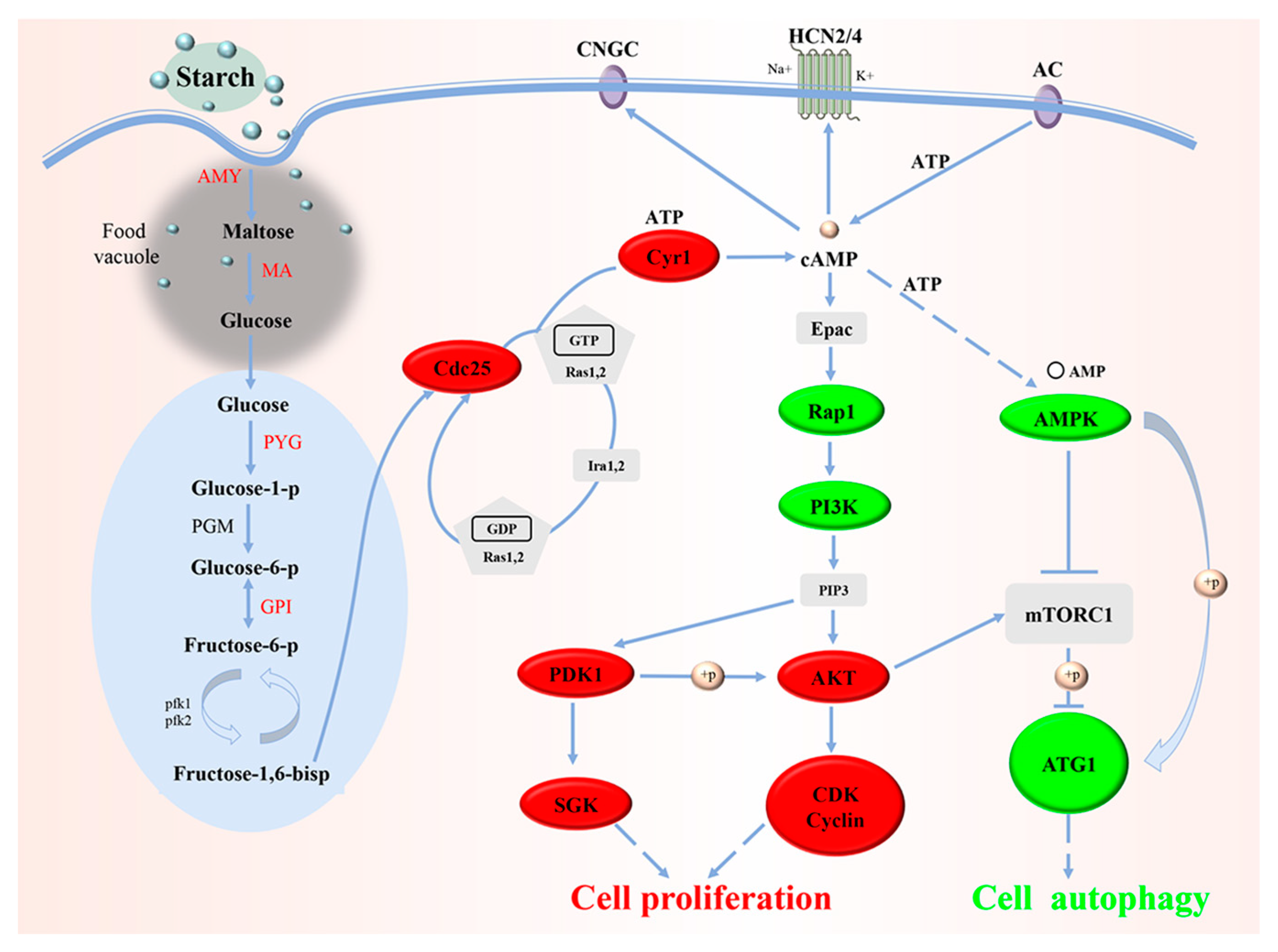 Animals 13 01608 g009