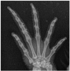 Animals 13 01613 i001 Animals 13 01613 i001