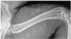 Animals 13 01613 i002 Animals 13 01613 i002