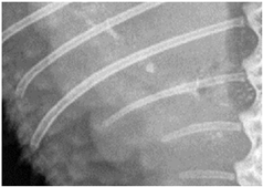 Animals 13 01613 i003 Animals 13 01613 i003