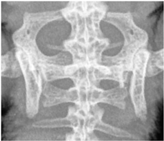 Animals 13 01613 i004 Animals 13 01613 i004