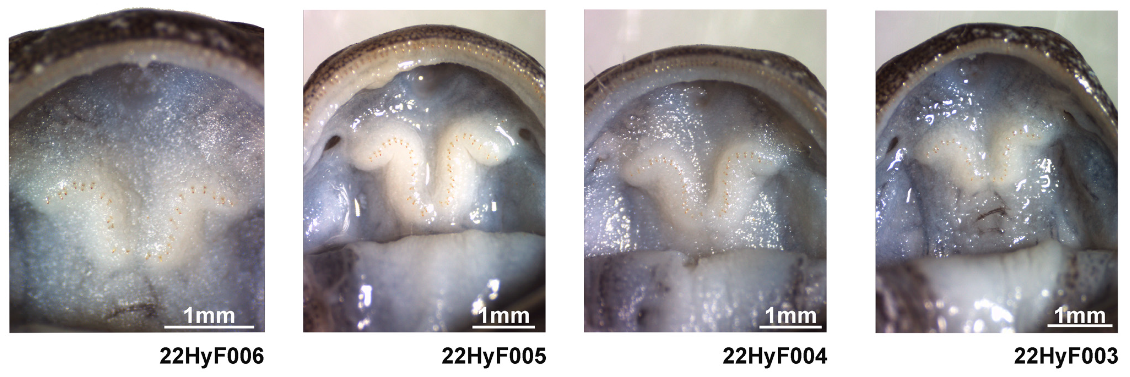 Animals 13 01661 g007