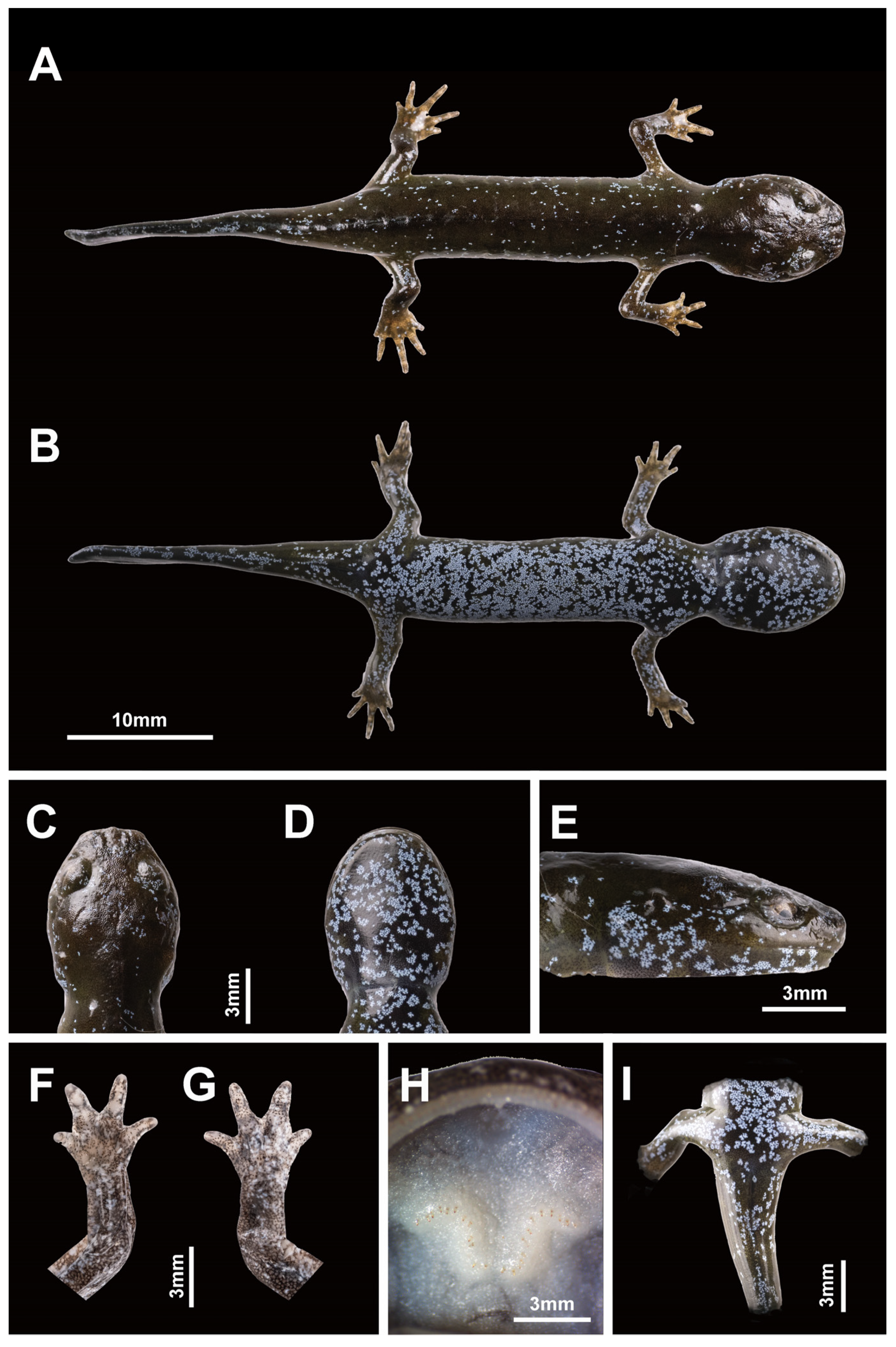 Animals 13 01661 g008