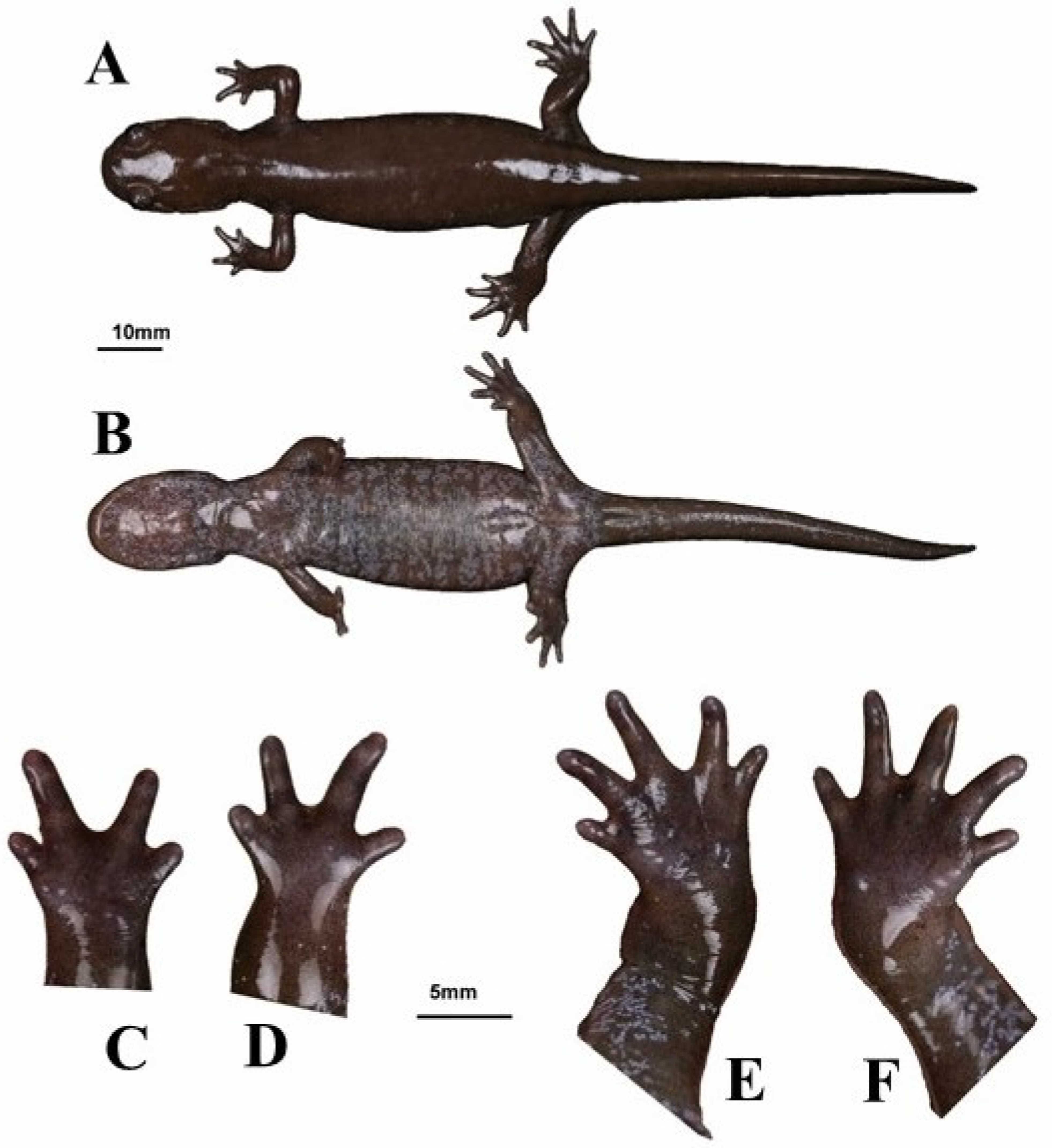 Animals 13 01661 g011