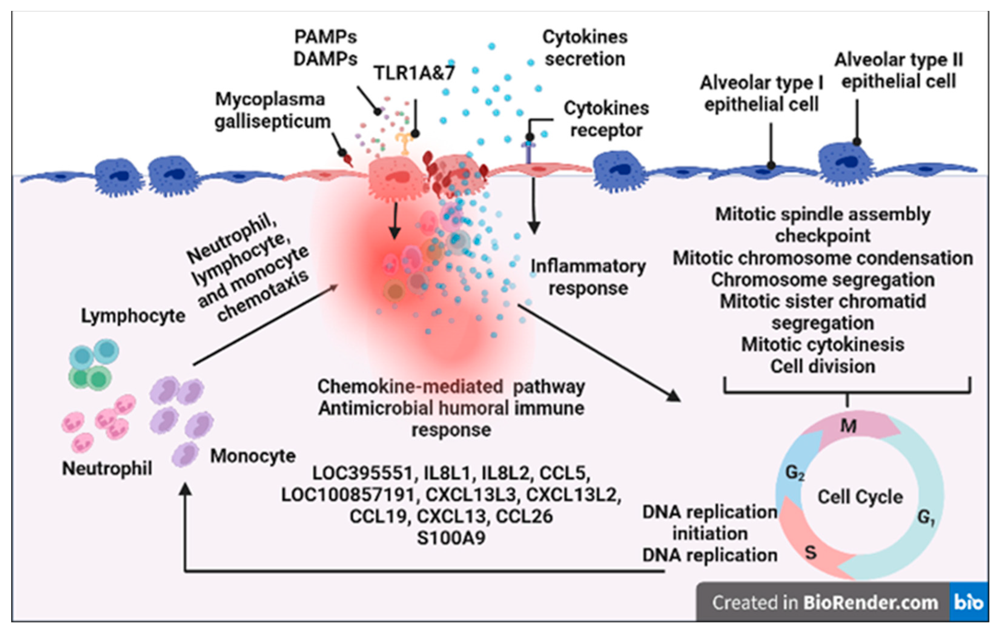 Animals 13 01667 g007 Animals 13 01667 g007