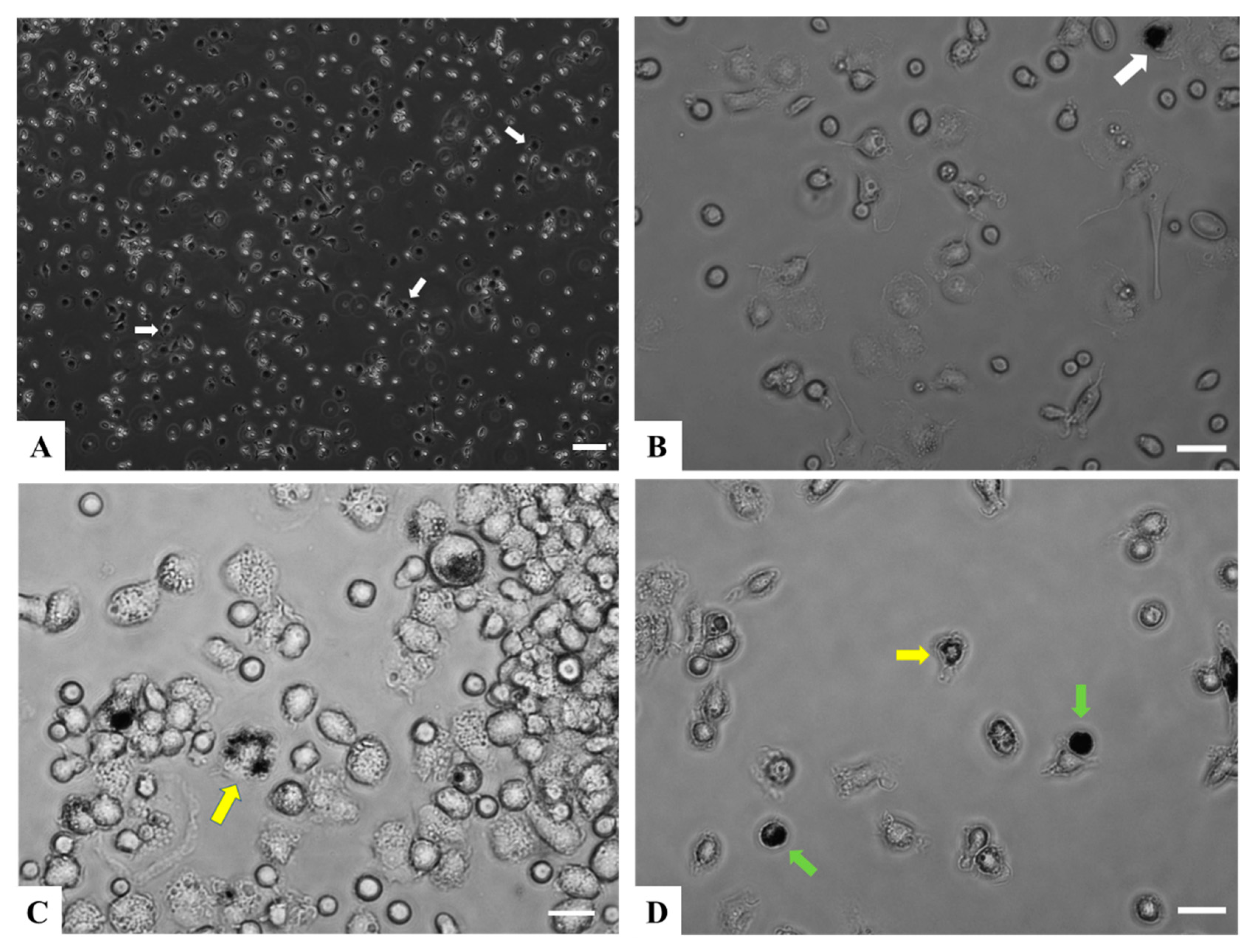 Animals 13 01683 g001