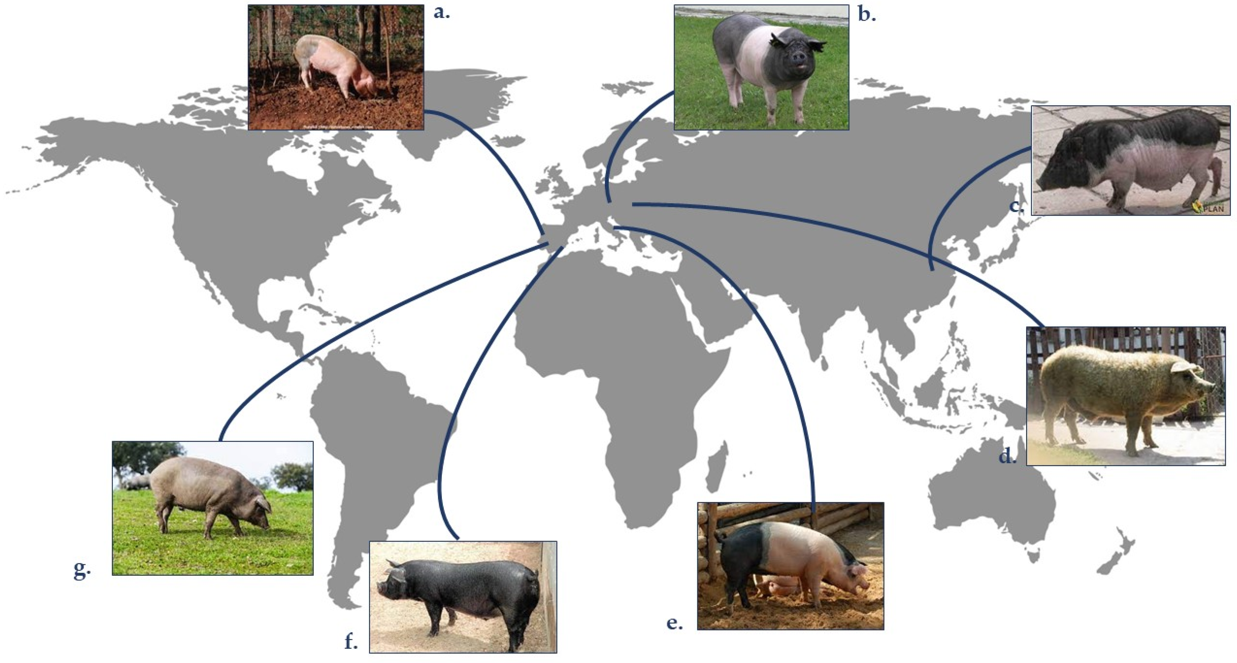 Animals 13 01696 g001