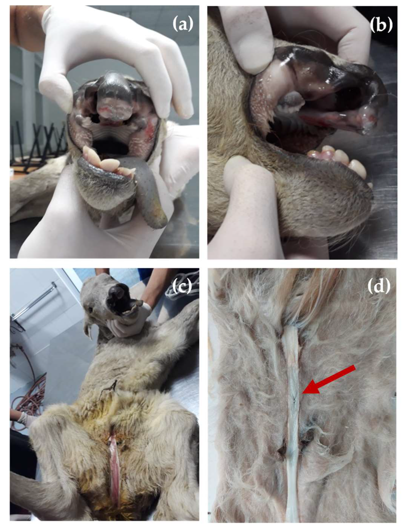 Animals 13 01709 g001
