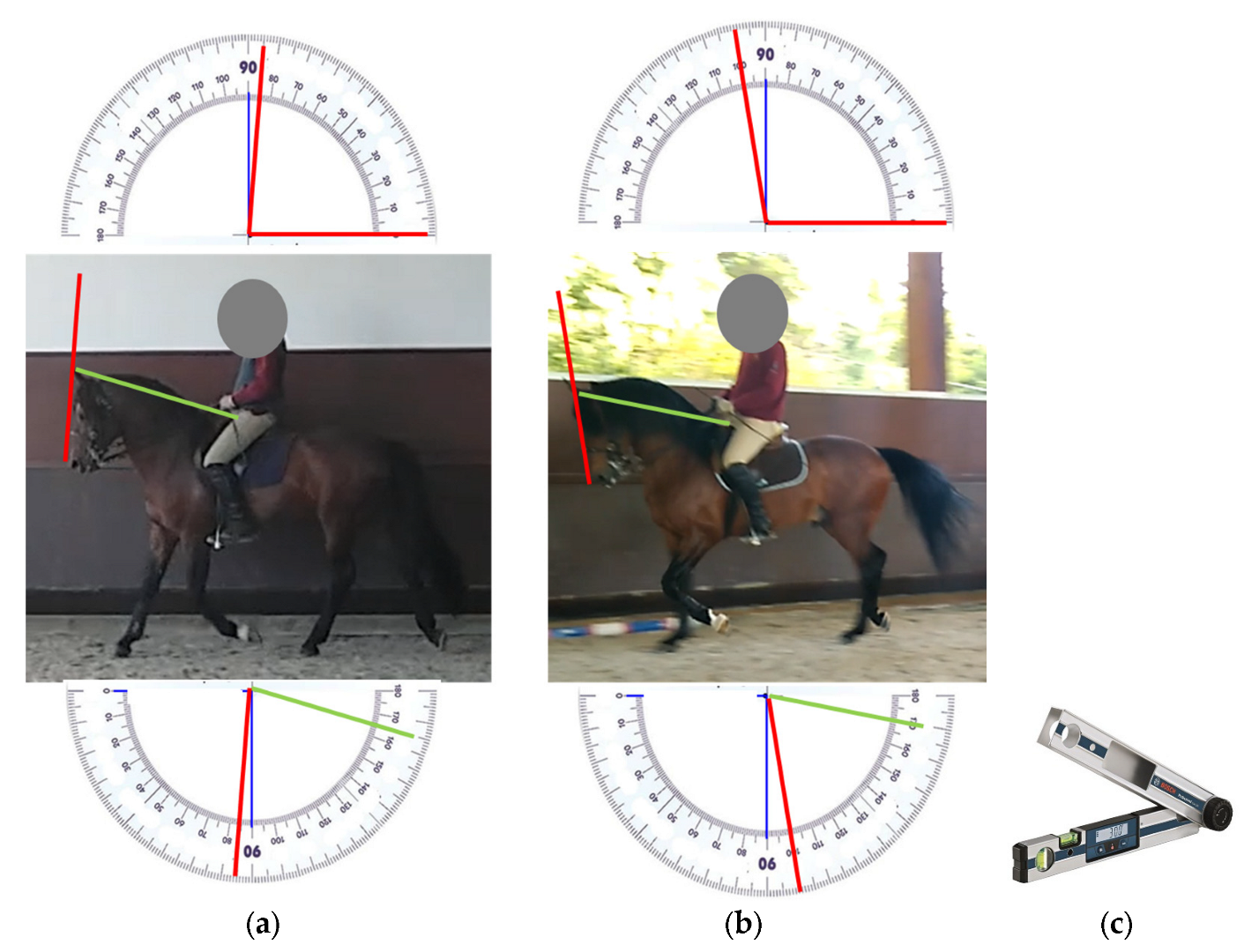 Animals 13 01714 g001 Animals 13 01714 g001