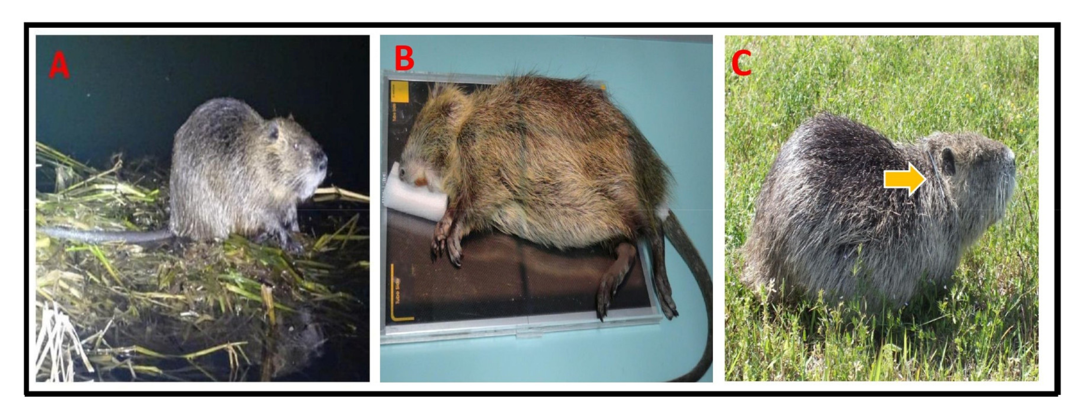 Animals 13 01716 g002