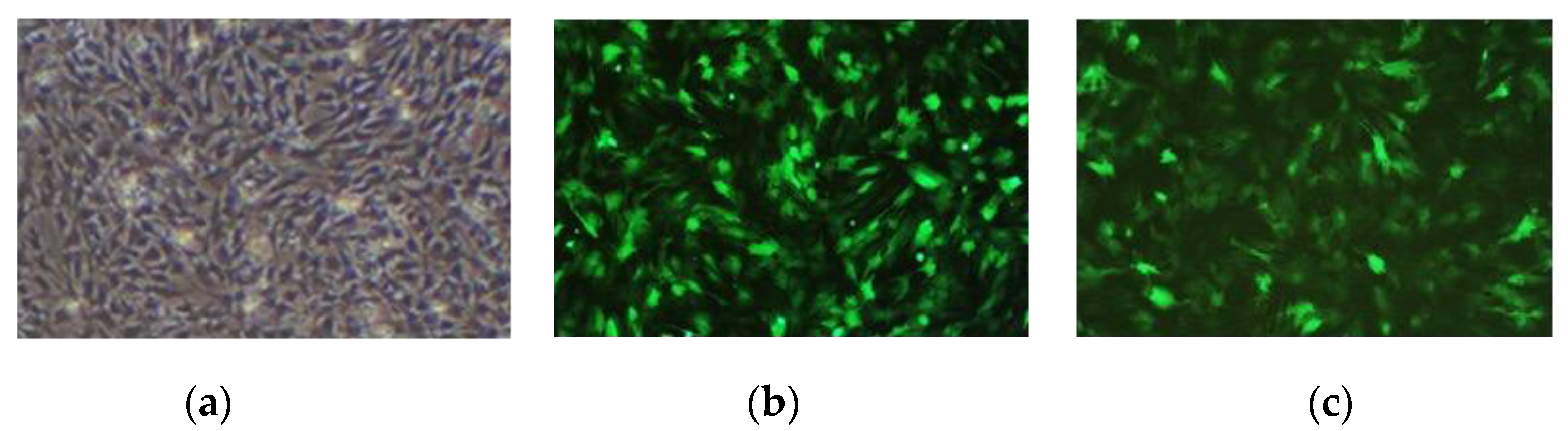 Animals 13 01731 g003