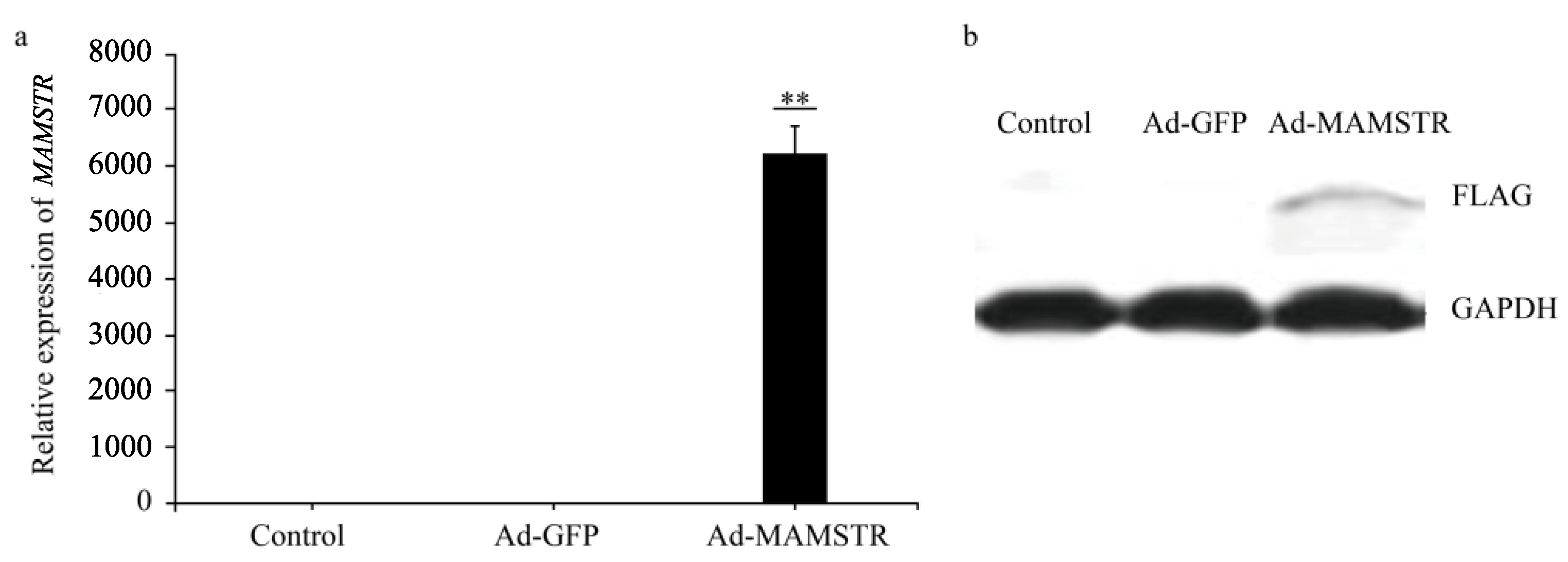 Animals 13 01731 g004
