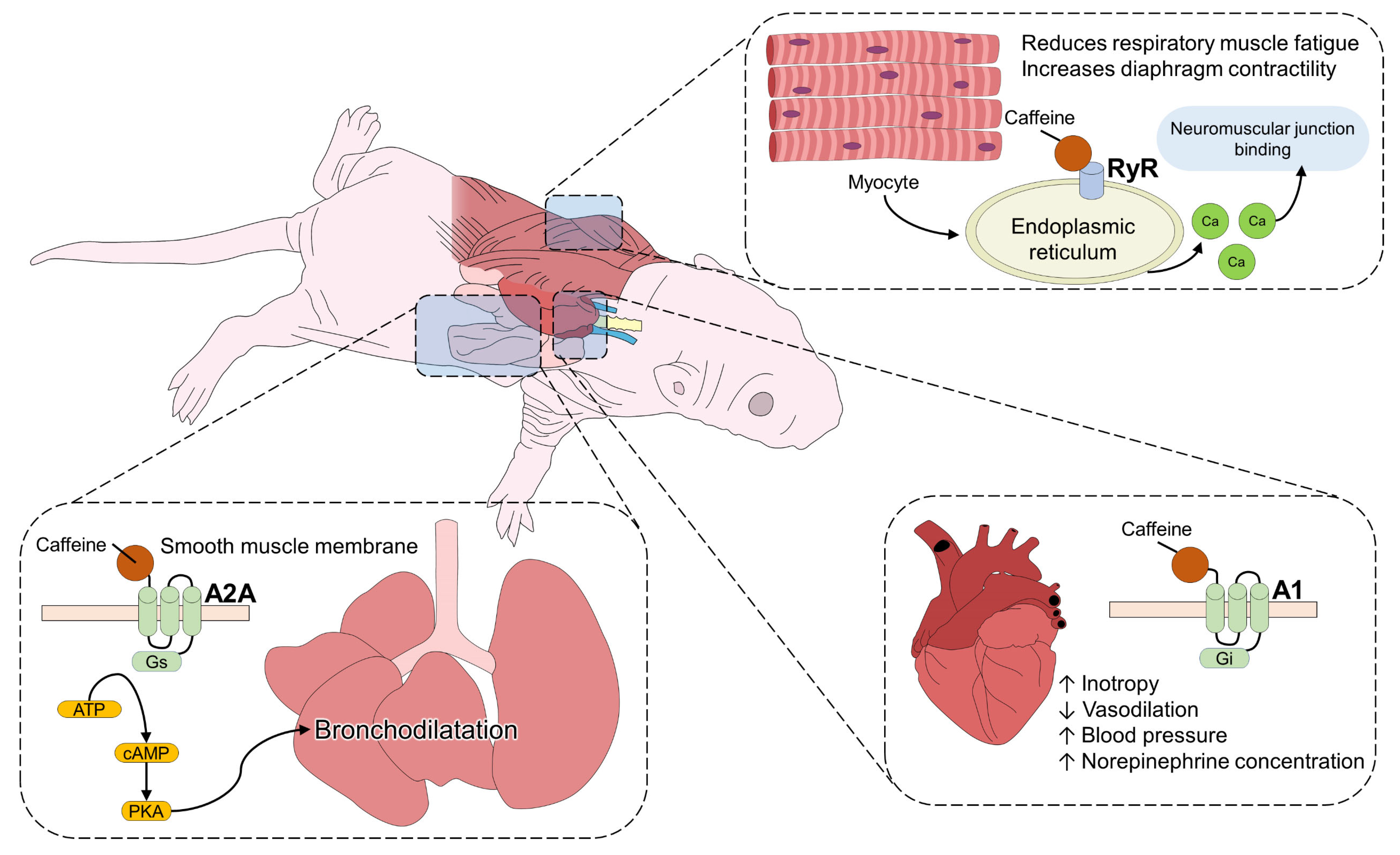 Animals 13 01769 g001