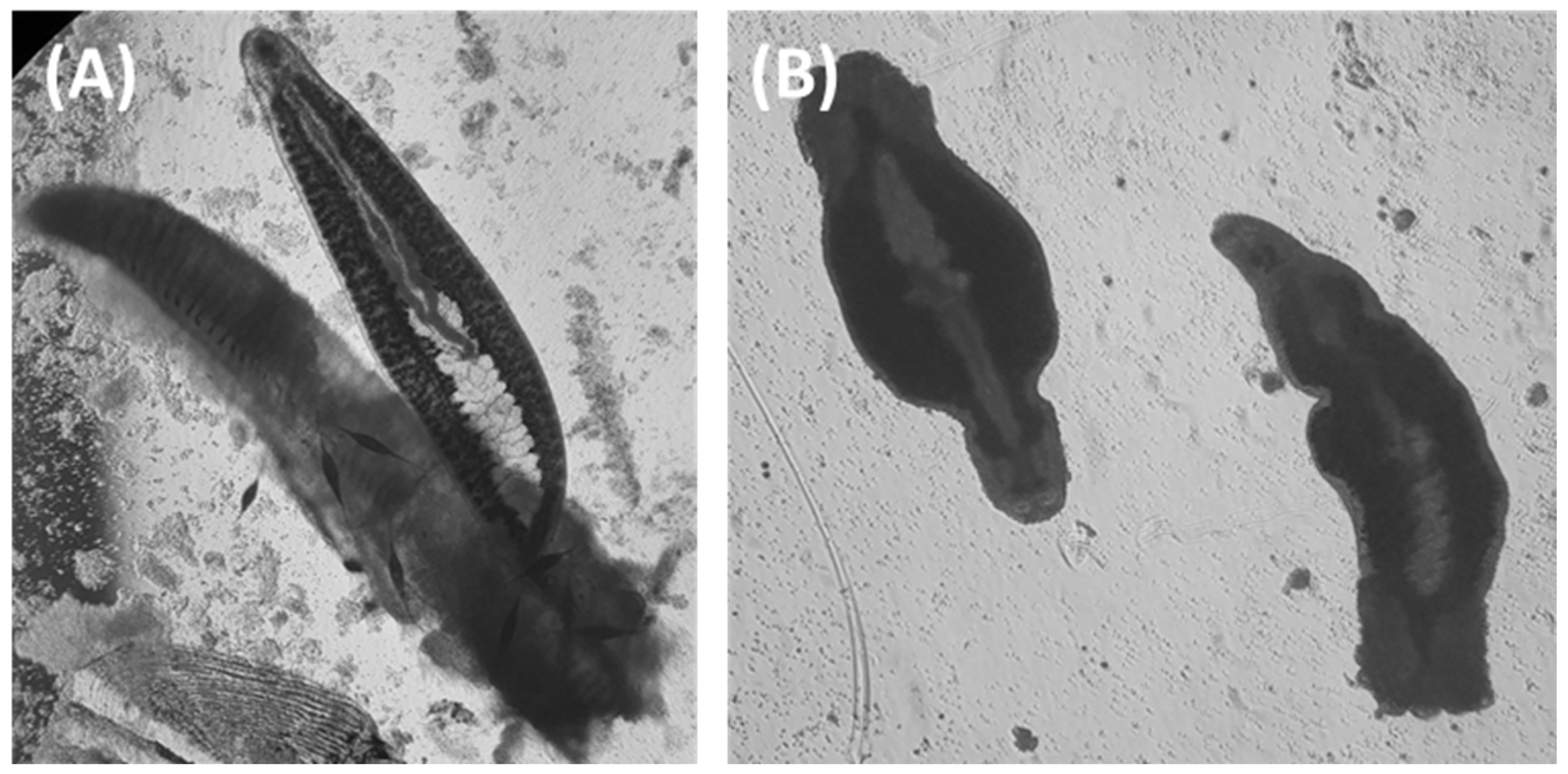 Animals 13 01791 g002 Animals 13 01791 g002