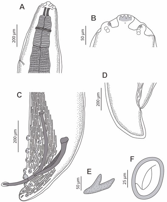 Animals 13 01806 g002