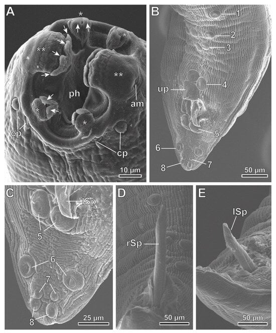 Animals 13 01806 g004