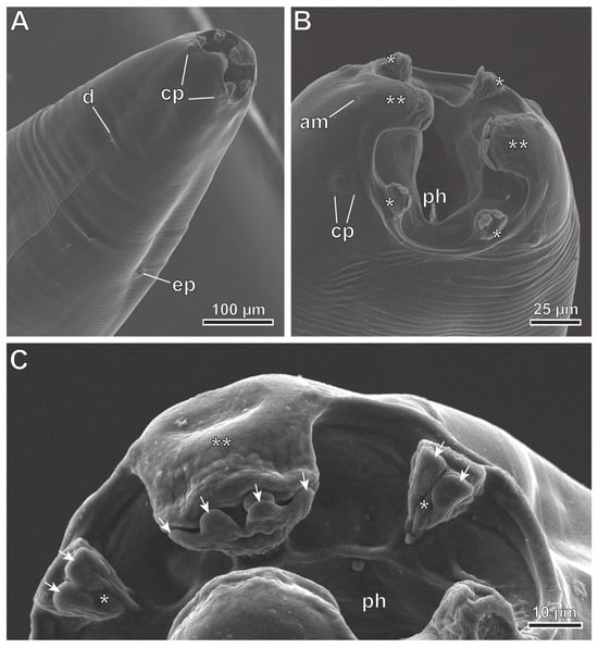 Animals 13 01806 g005