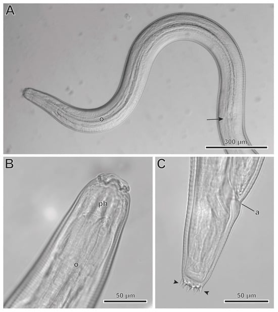 Animals 13 01806 g006