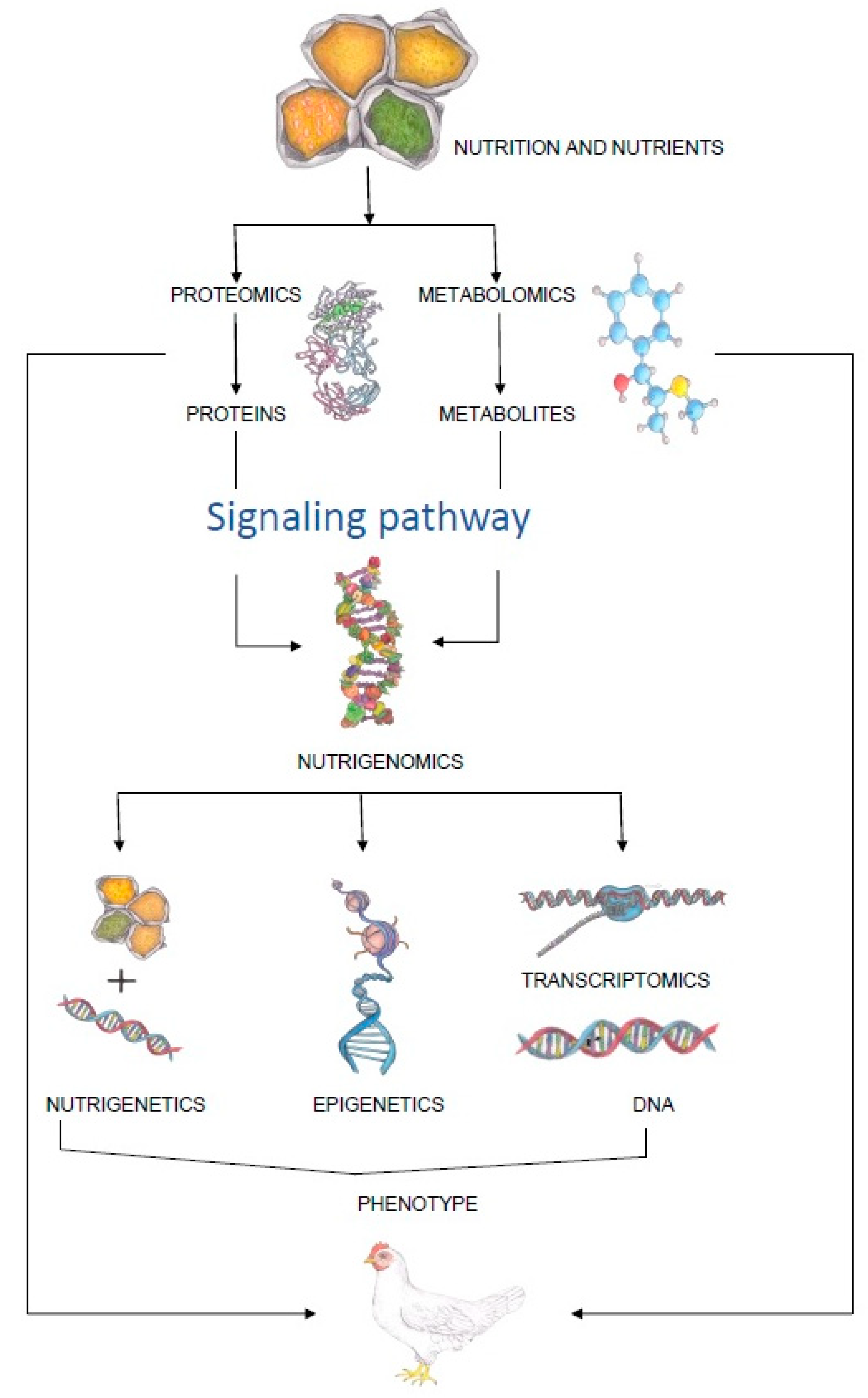 Animals 13 01831 g001