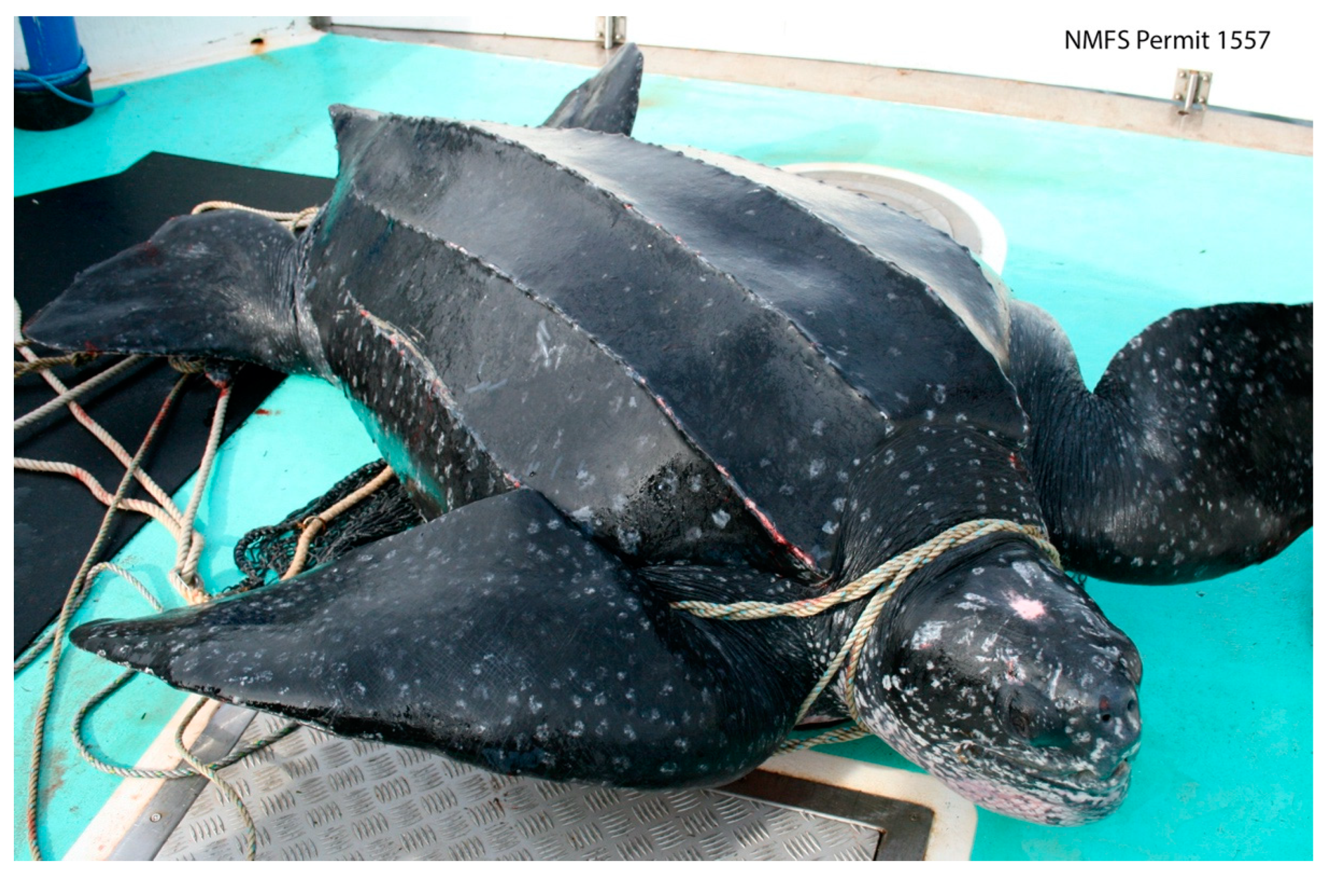 Animals 13 01836 g001 Animals 13 01836 g001