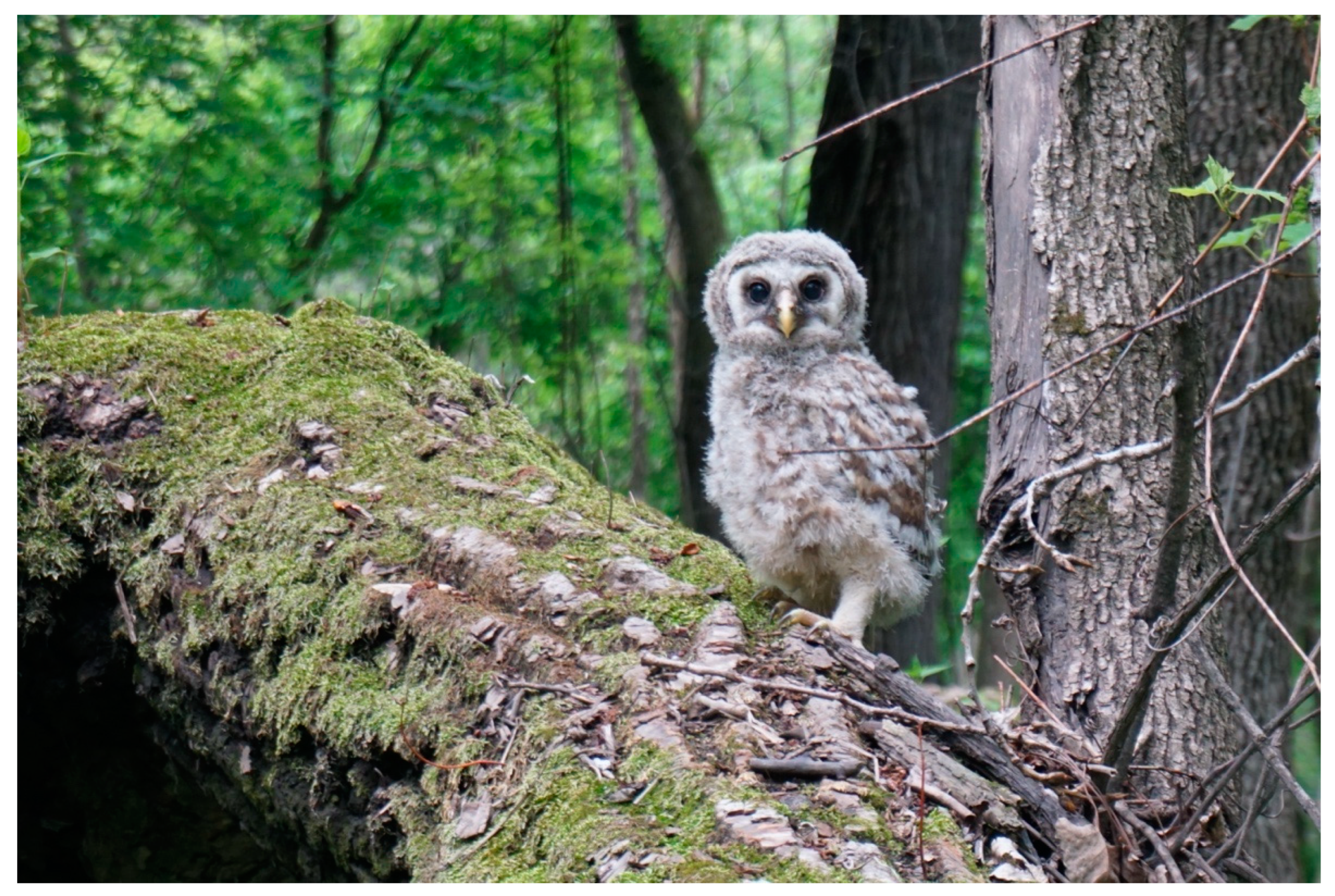 Animals 13 01836 g003 Animals 13 01836 g003