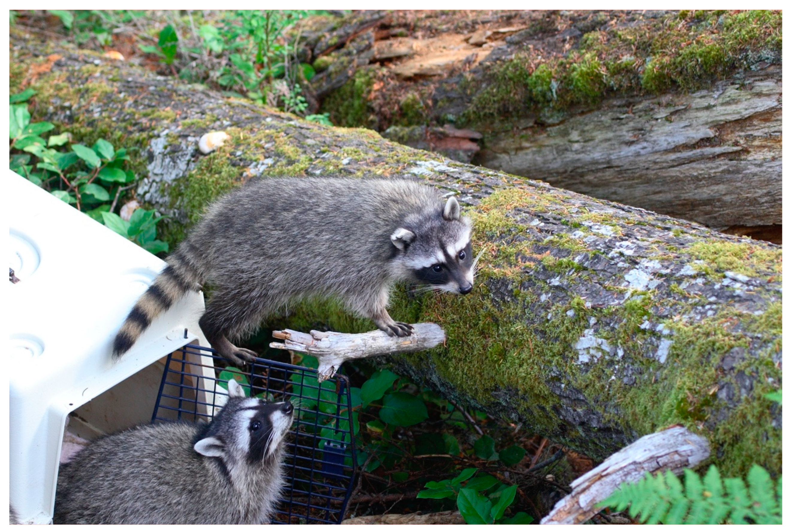 Animals 13 01836 g008 Animals 13 01836 g008