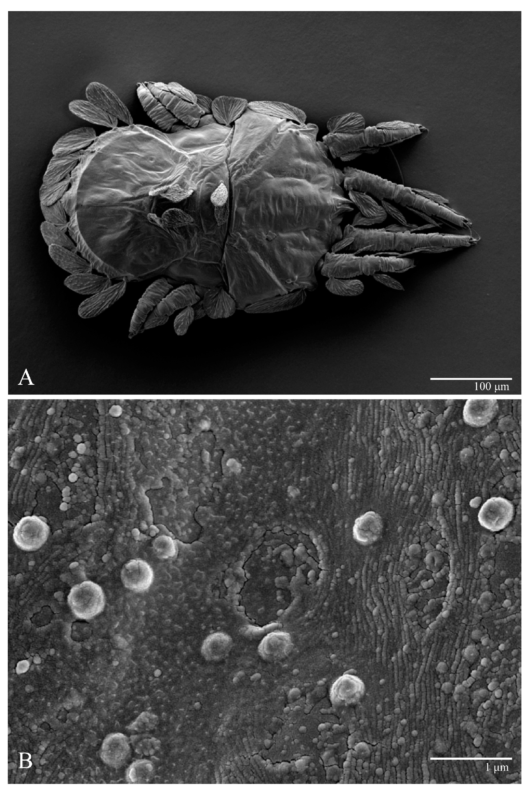 Animals 13 01838 g002 Animals 13 01838 g002