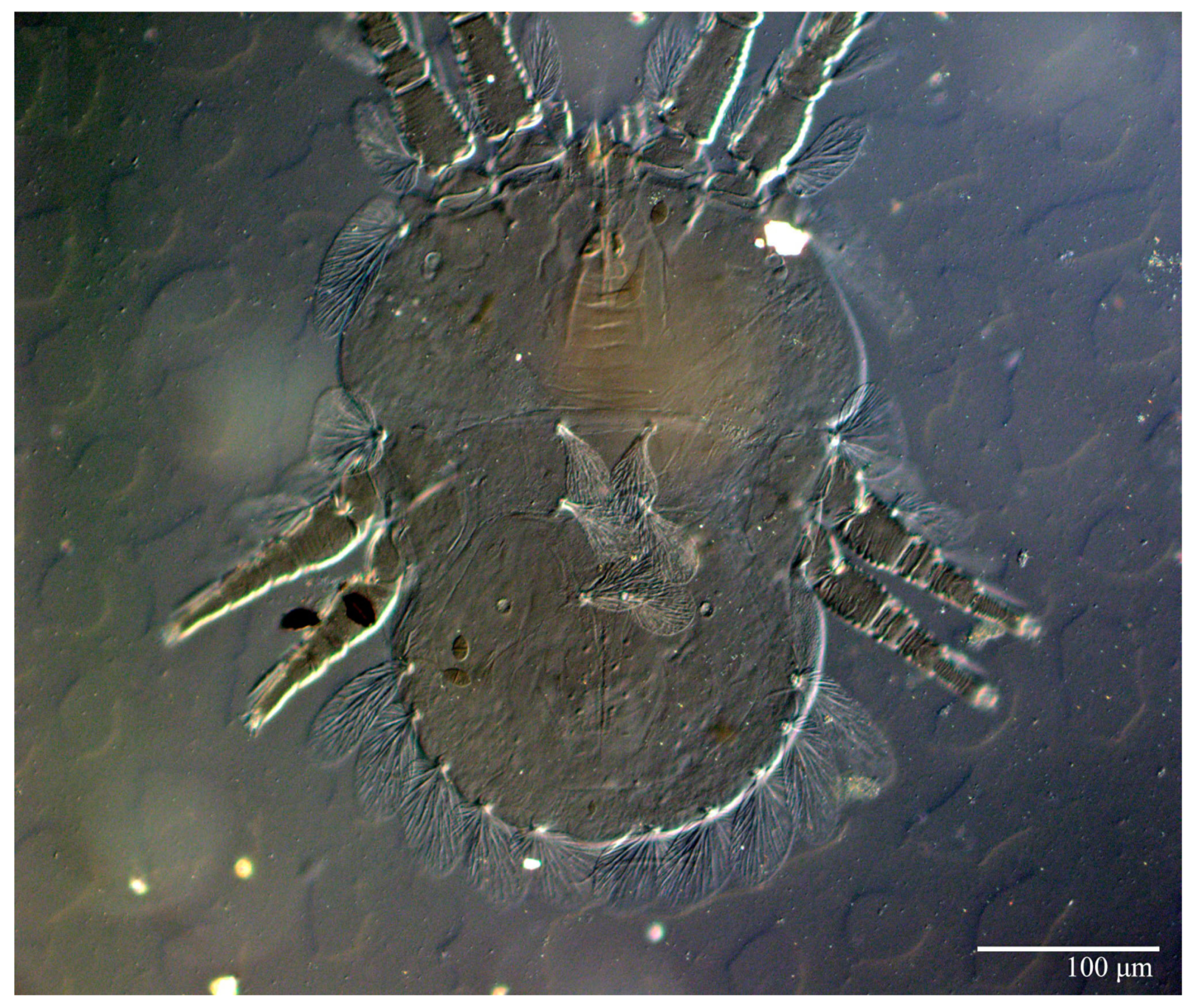 Animals 13 01838 g004 Animals 13 01838 g004