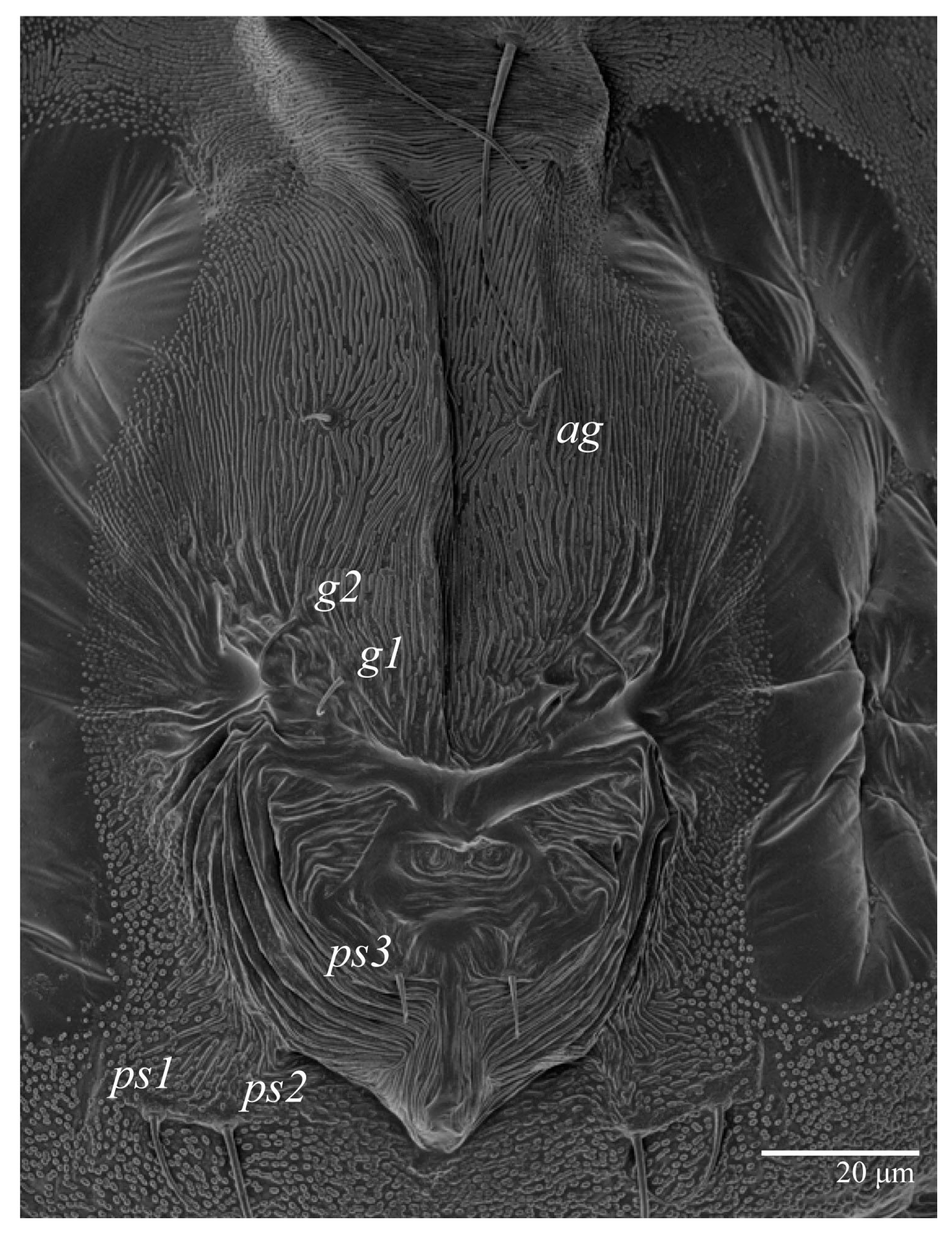Animals 13 01838 g006 Animals 13 01838 g006