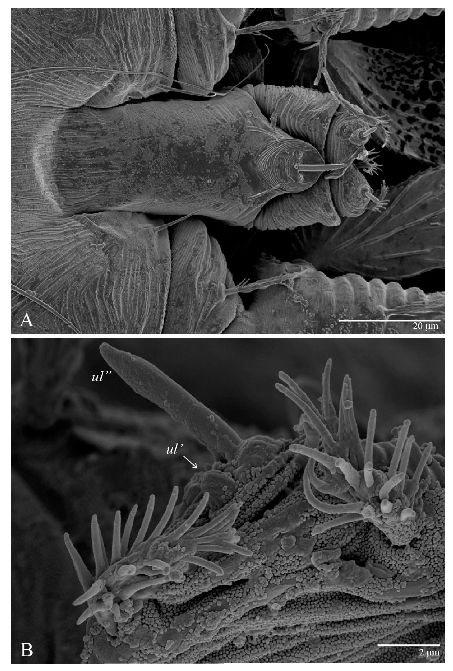 Animals 13 01838 g008 Animals 13 01838 g008