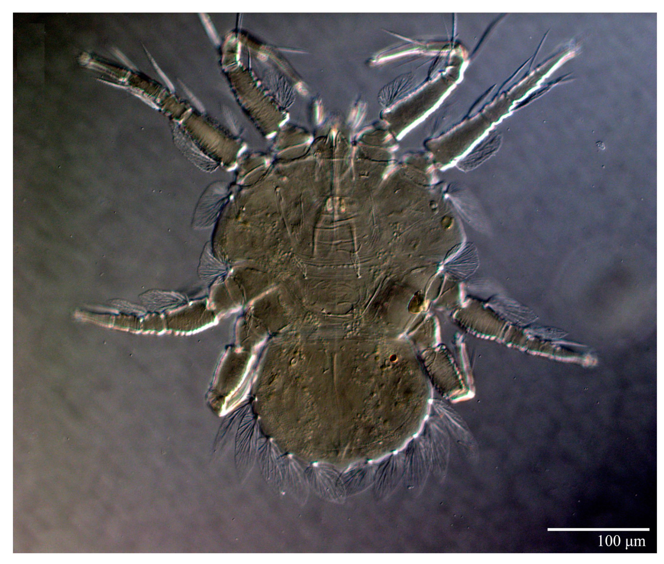 Animals 13 01838 g012 Animals 13 01838 g012