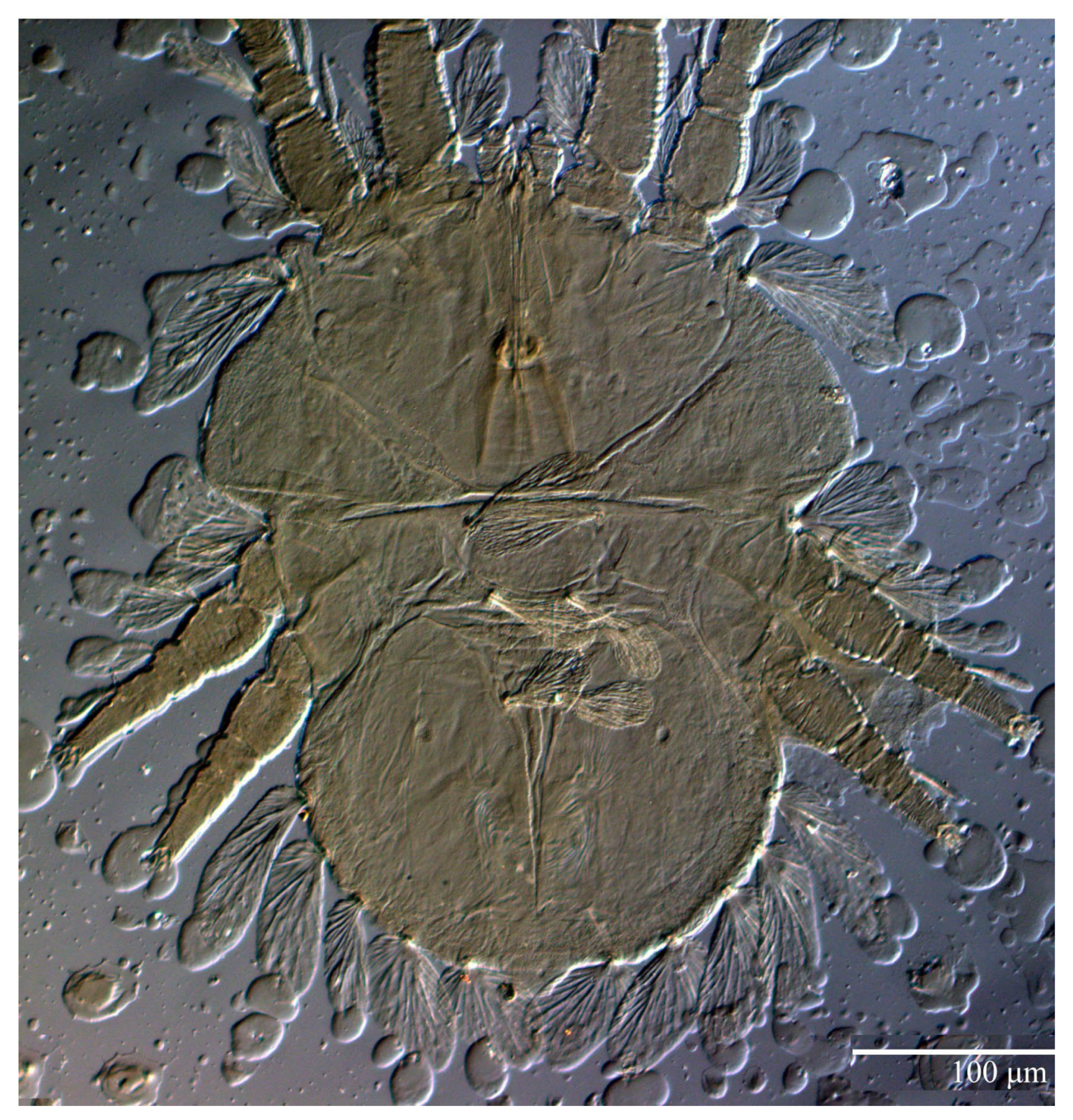 Animals 13 01838 g021 Animals 13 01838 g021