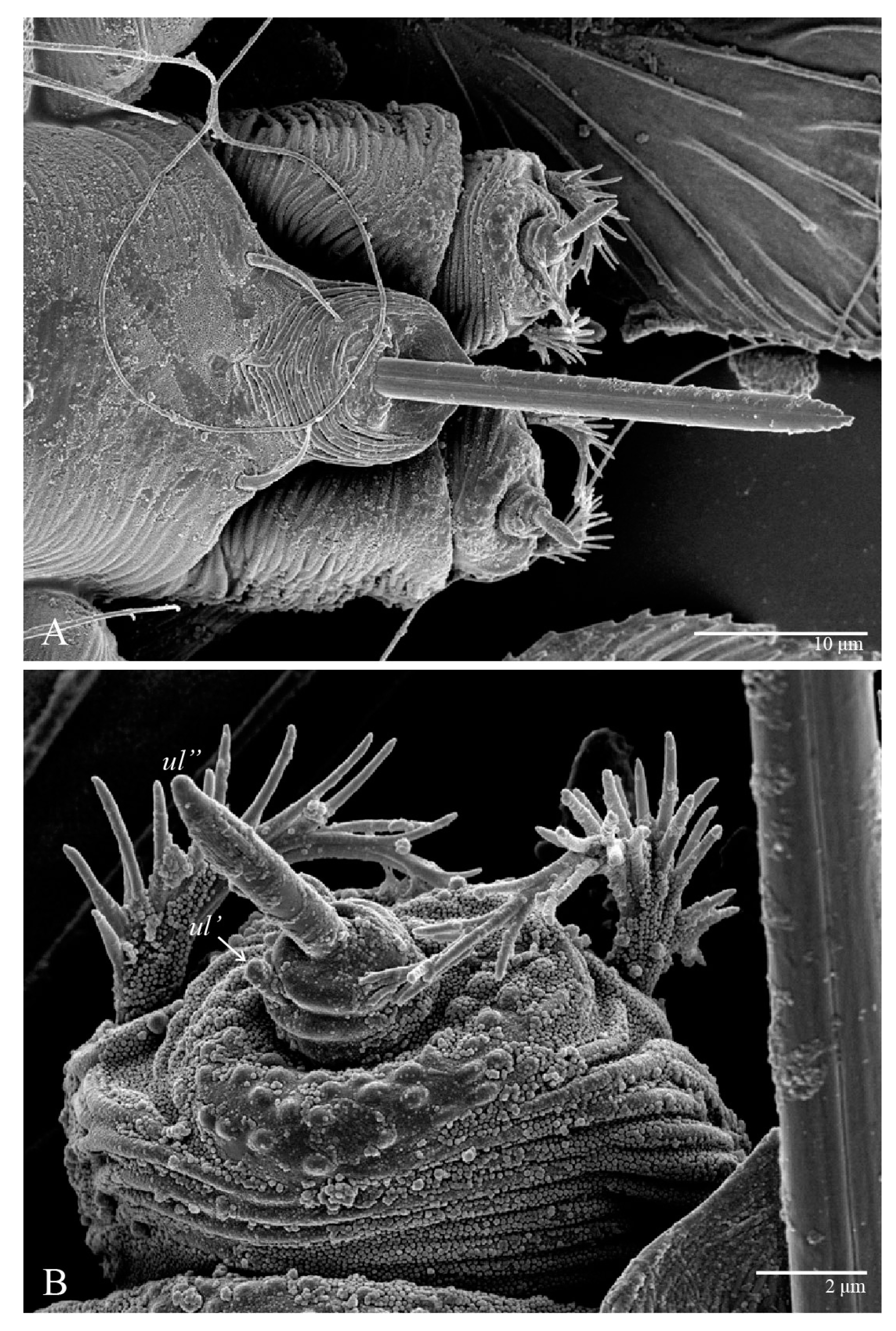 Animals 13 01838 g023 Animals 13 01838 g023