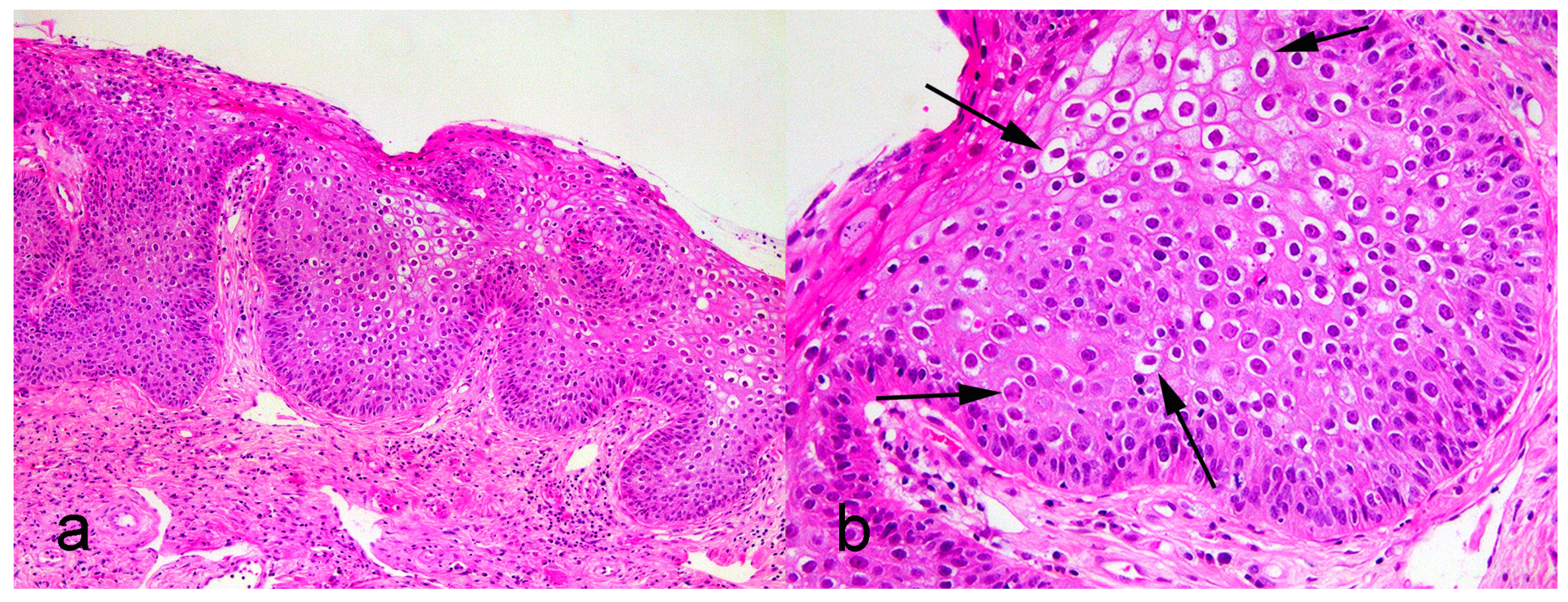 Animals 13 01859 g001