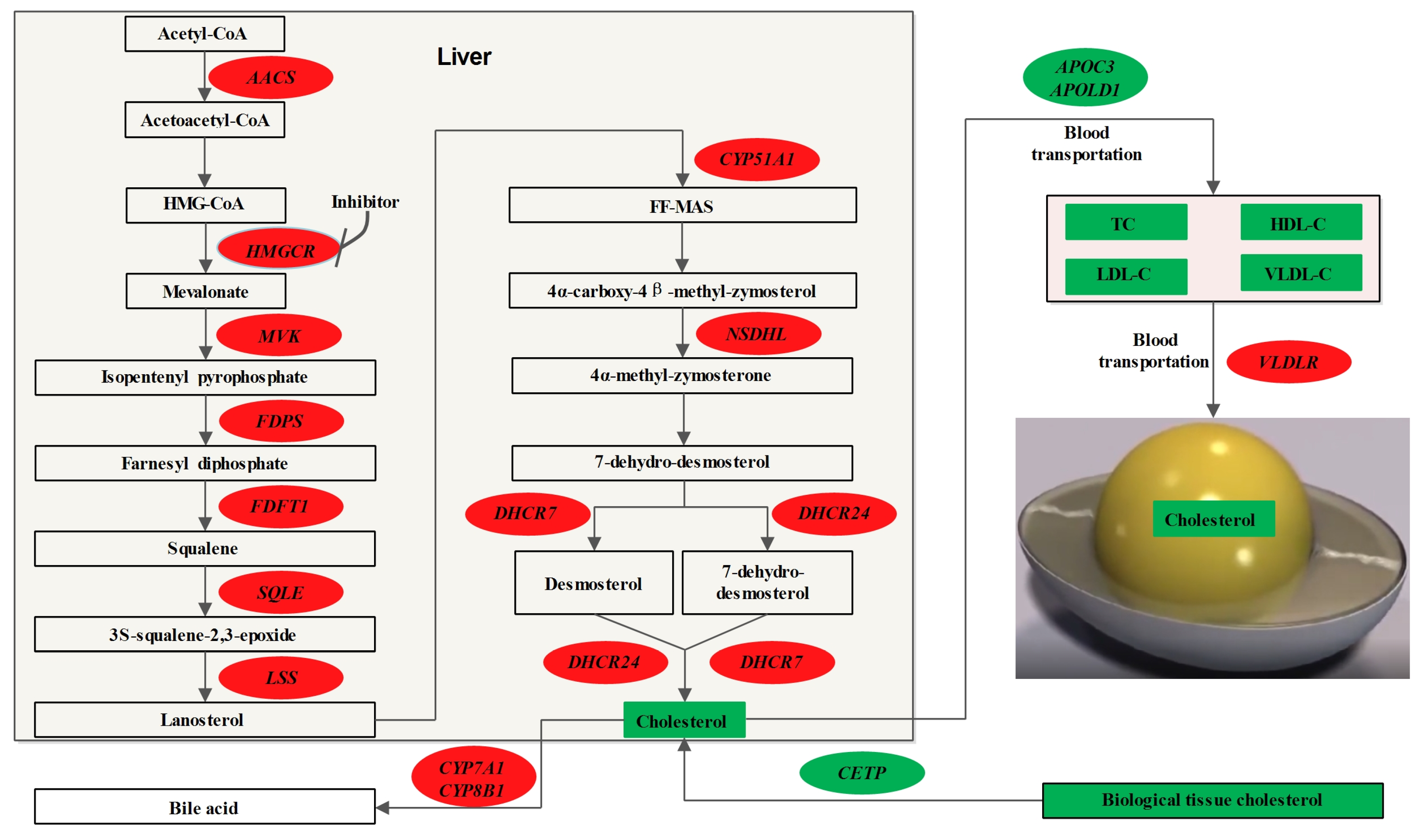 Animals 13 01868 g003