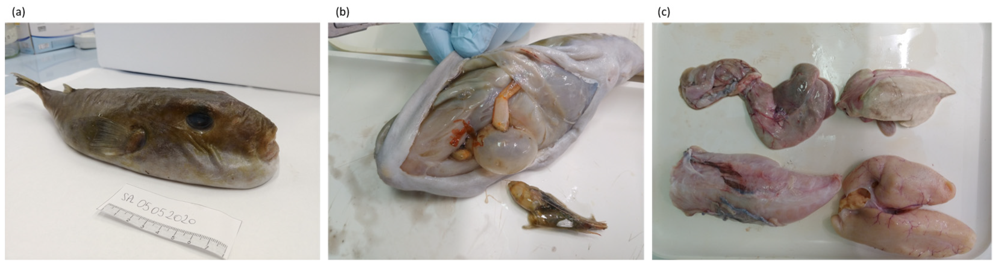 Animals 13 01873 g001