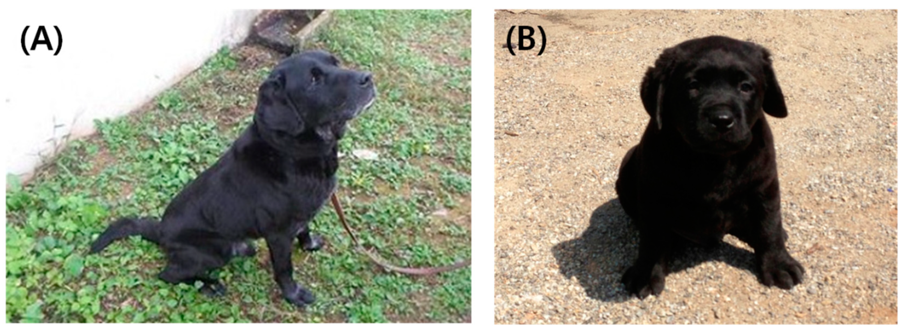 Animals 13 01885 g003